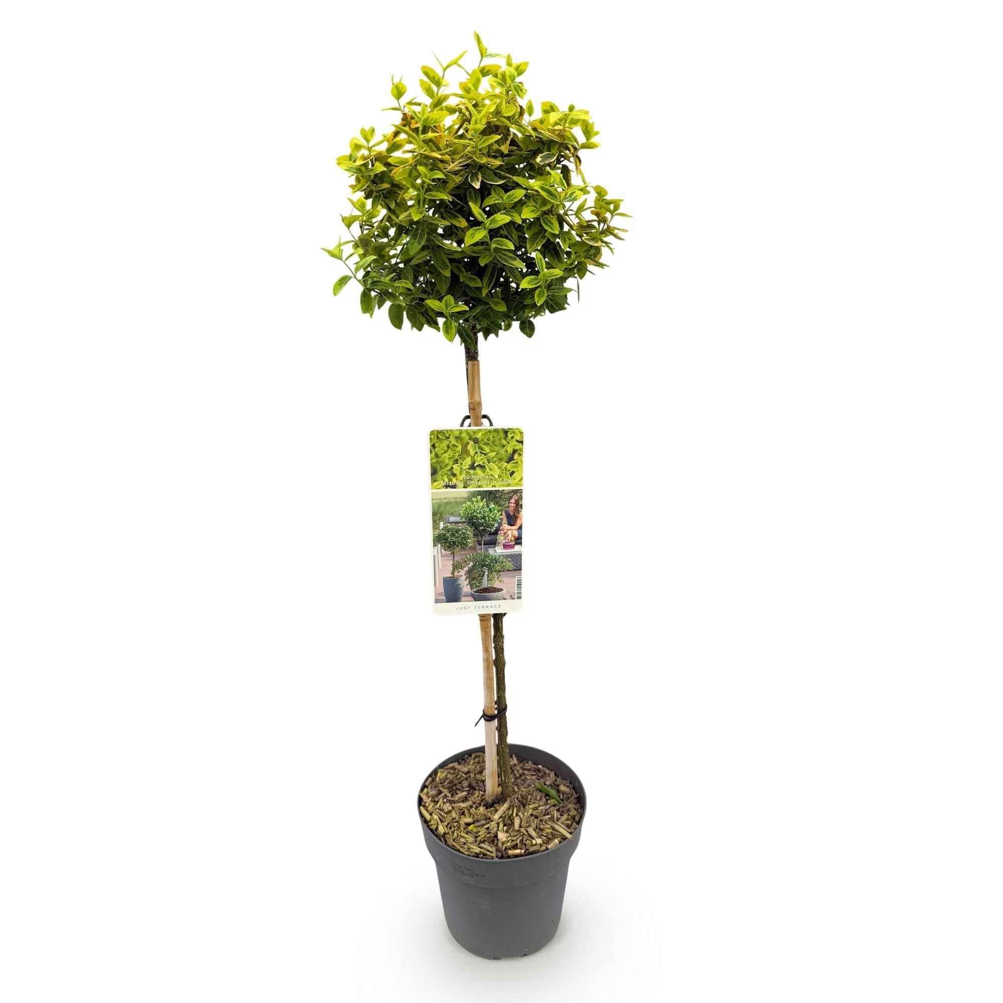 Image of Euonymus fortunei 'Emerald 'n Gold' – Immergrüne Stamm – Pflanze – grün – goldenes Laub – pflegeleicht & kompakt – Terrassen – & Gartenpflanze-1