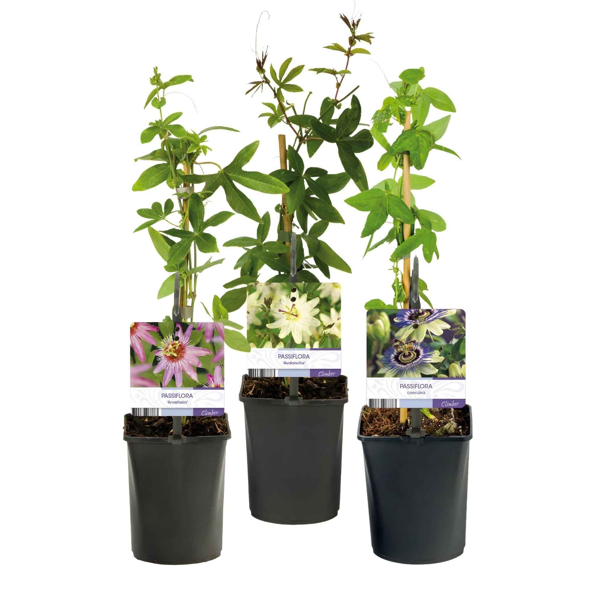 Image of Passionsblume Passiflora Tricolour – Blüte Rosa, Weiß & Lila – Wenig Pflege – 3 Pflanzen – 11cm Höhe 40cm – Ideal für Balkon, Garten & Pergolen