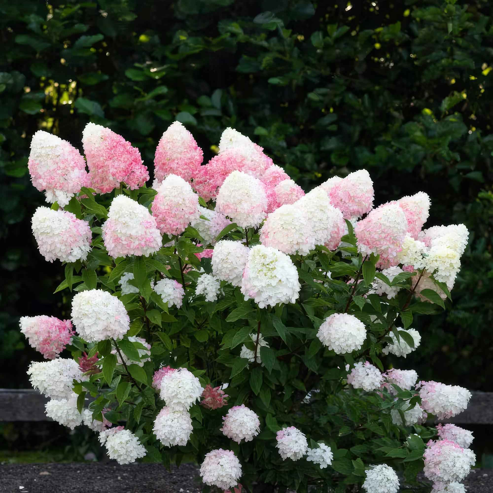 Image of Rispenhortensie Hydrangea paniculata Living Pink & Rose winterhart rosa 20-30cm im 12cm Topf für Garten Balkon Terrasse Beet bienenfreundlich