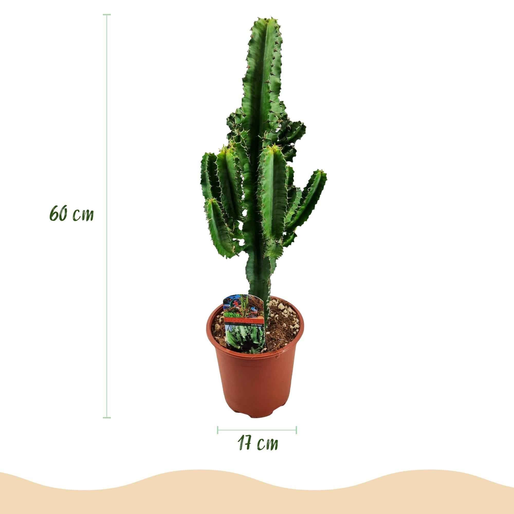 Image of Euphorbia eritrea – Afrikanischer Milchbaum – 60cm – 17cm – Pflegeleichter Wolfsmilchkaktus in kräftigem Grün-2