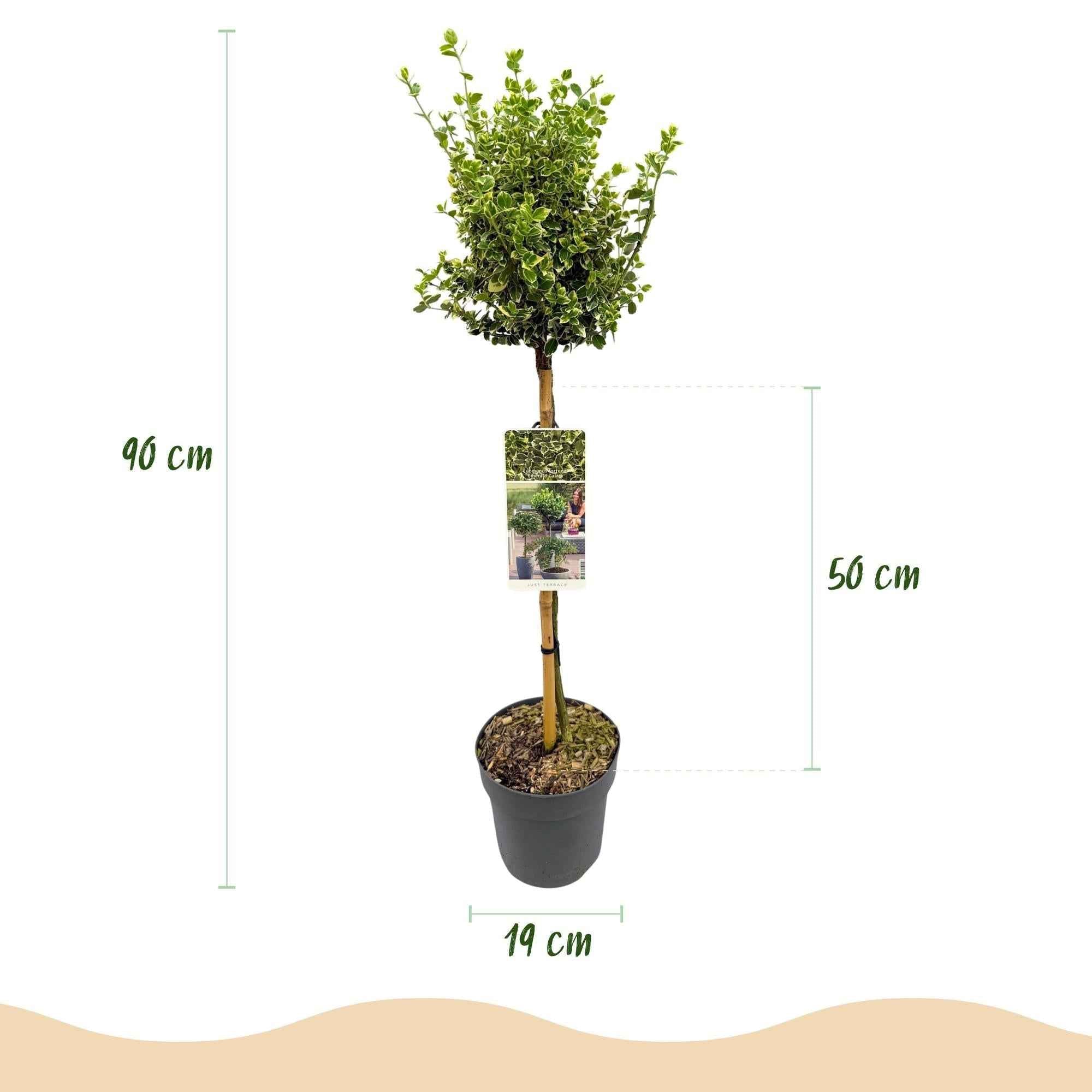 Image of Euonymus fortunei ‘Emerald Gaiety’ – Stamm – Pflanze – Immergrün & winterhart – für Terrasse, Balkon & Garten – pflegeleicht – Ø19cm – Höhe ca. 90cm-3
