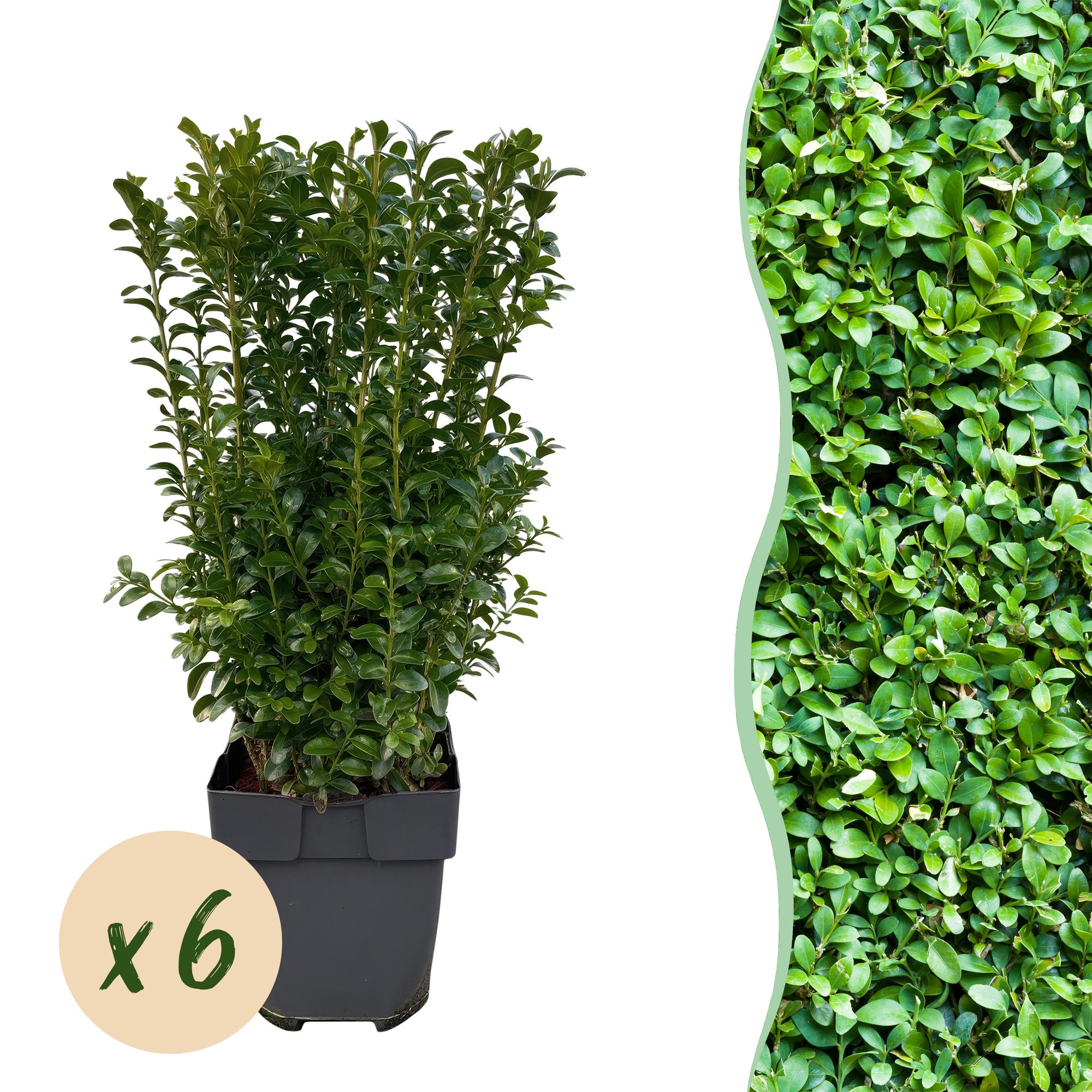 Image of Buxus sempervirens – 6 Pflanzen für 1 laufenden Meter – Gewöhnlicher Buchsbaum – Immergrüne Heckenpflanze im 17cm Topf – ca. 45cm hoch-1