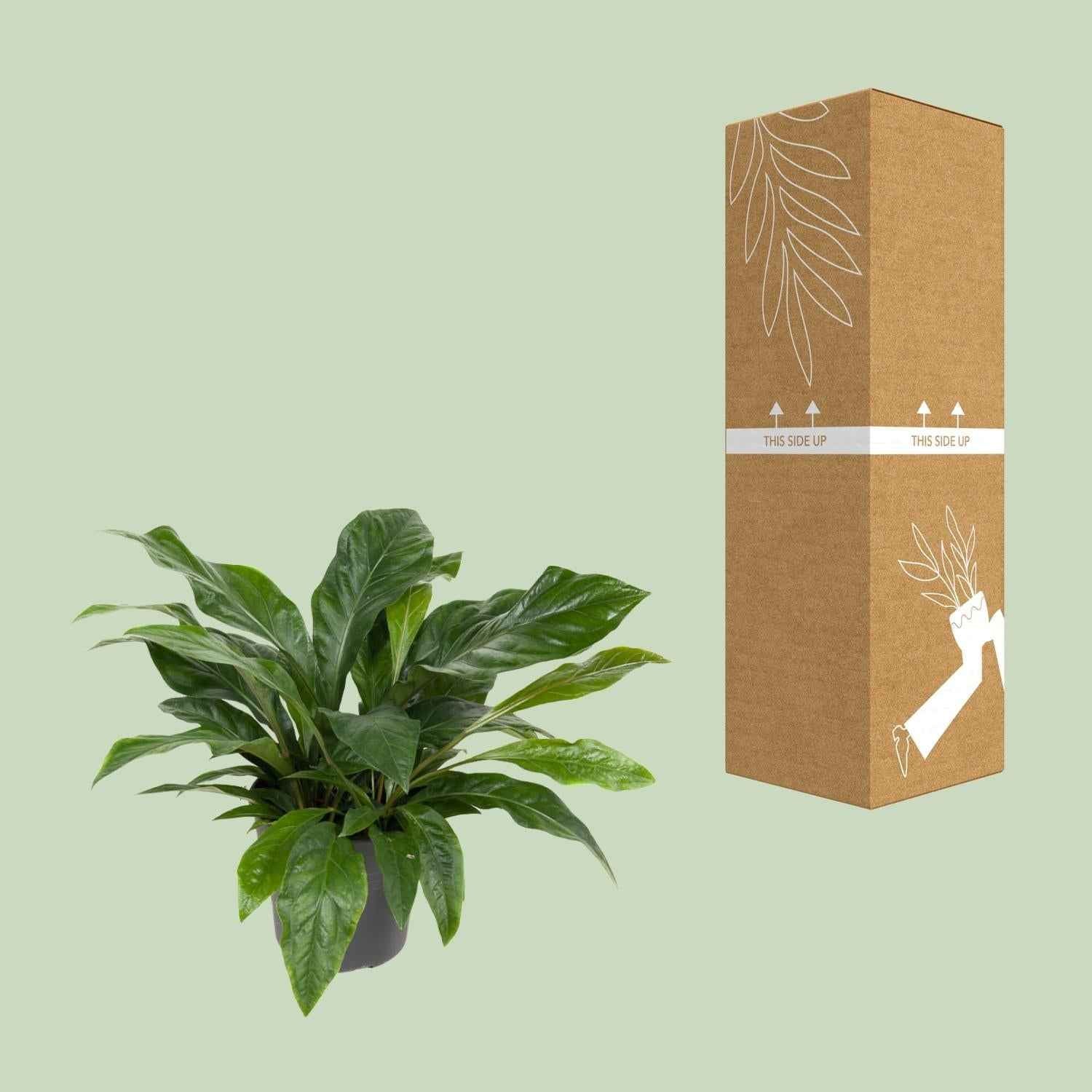 Image of Flamingoblume – Anthurium Jungle Bush – Zimmerpflanze – Ø30 cm – ↕70 cm – Pflegeleicht – Leuchtendes Laub – Tropisches Flair