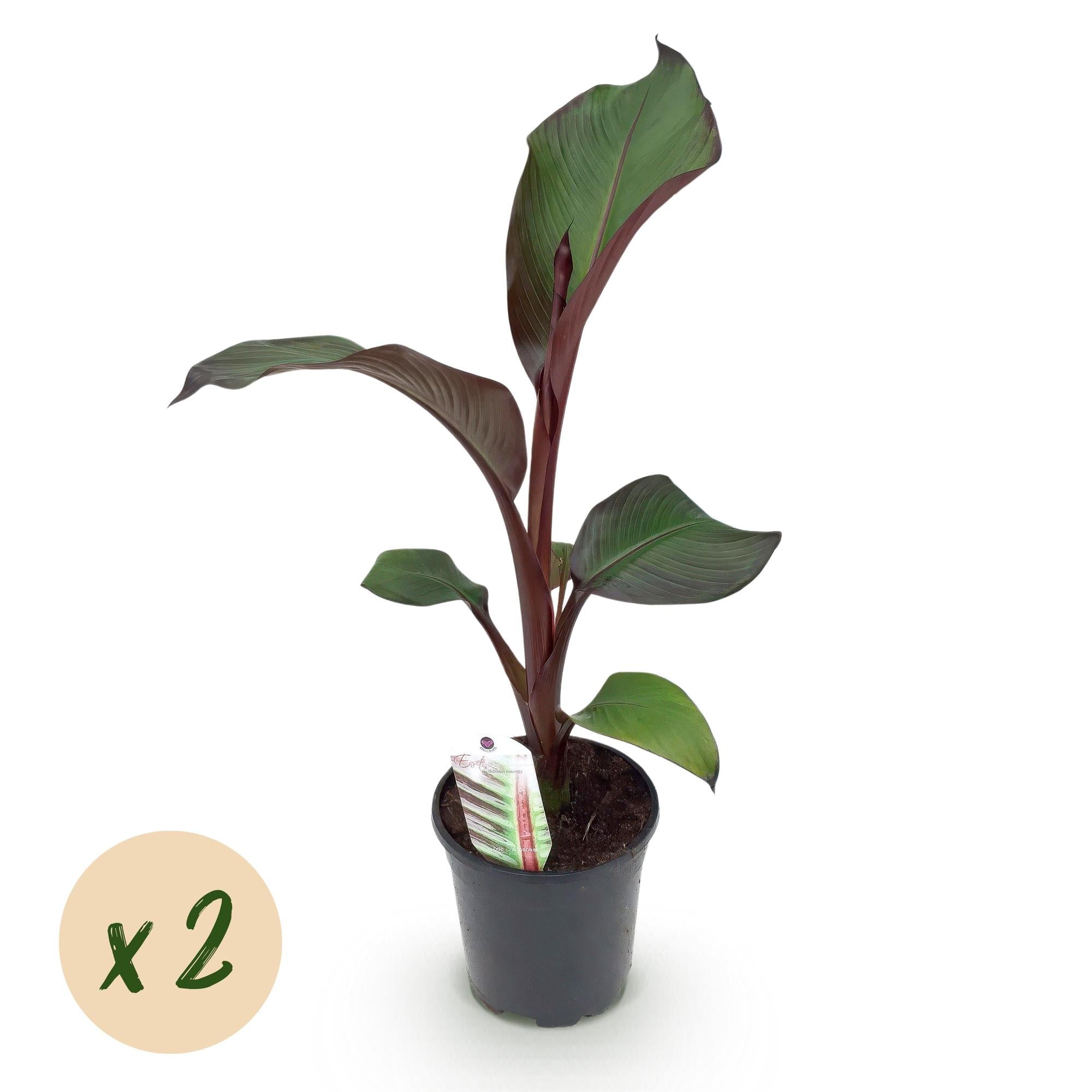 Image of Bananenpflanze Ensete ventricosum Maurelli – 2 Pflanzen – Winterhart – Obstpflanze – Ø17cm, Höhe ca. 40cm-1