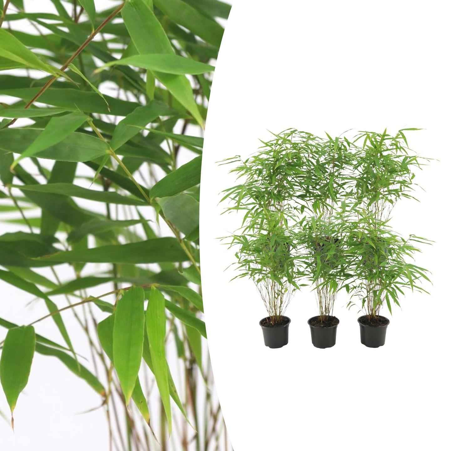 Image of Fargesia Rufa – Nicht – Ausbreitender Bambus – Ø7cm – ↕15cm – 6 Pflanzen – Winterhart & Pflegeleicht – Für Hecken, Garten & Terrasse