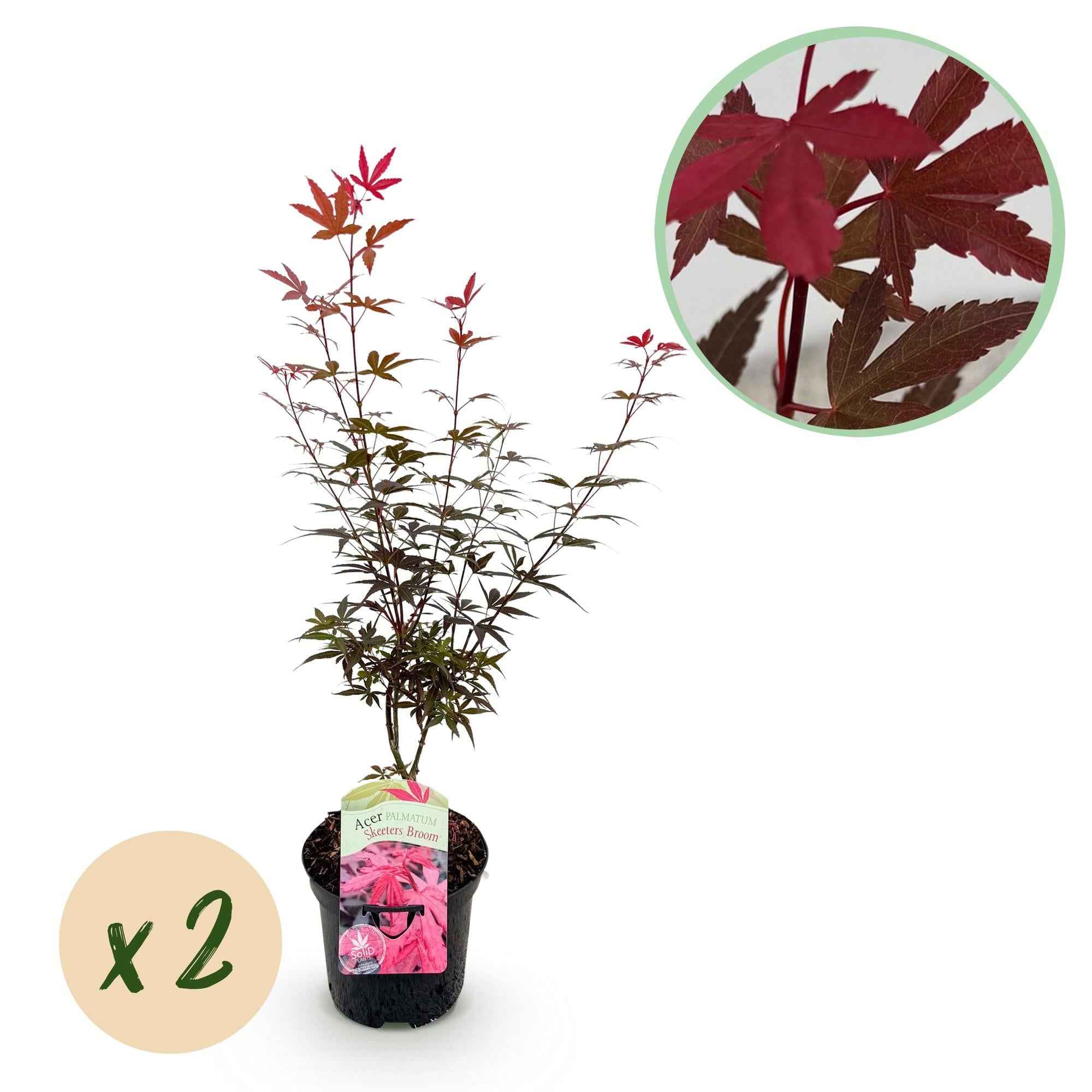 Image of Japanischer Ahorn – Acer palmatum 'Skeeter’s Broom' – 2 Pflanzen – 70cm hoch – Ø19cm – kompakt wachsend – Balkon – & Gartenpflanze