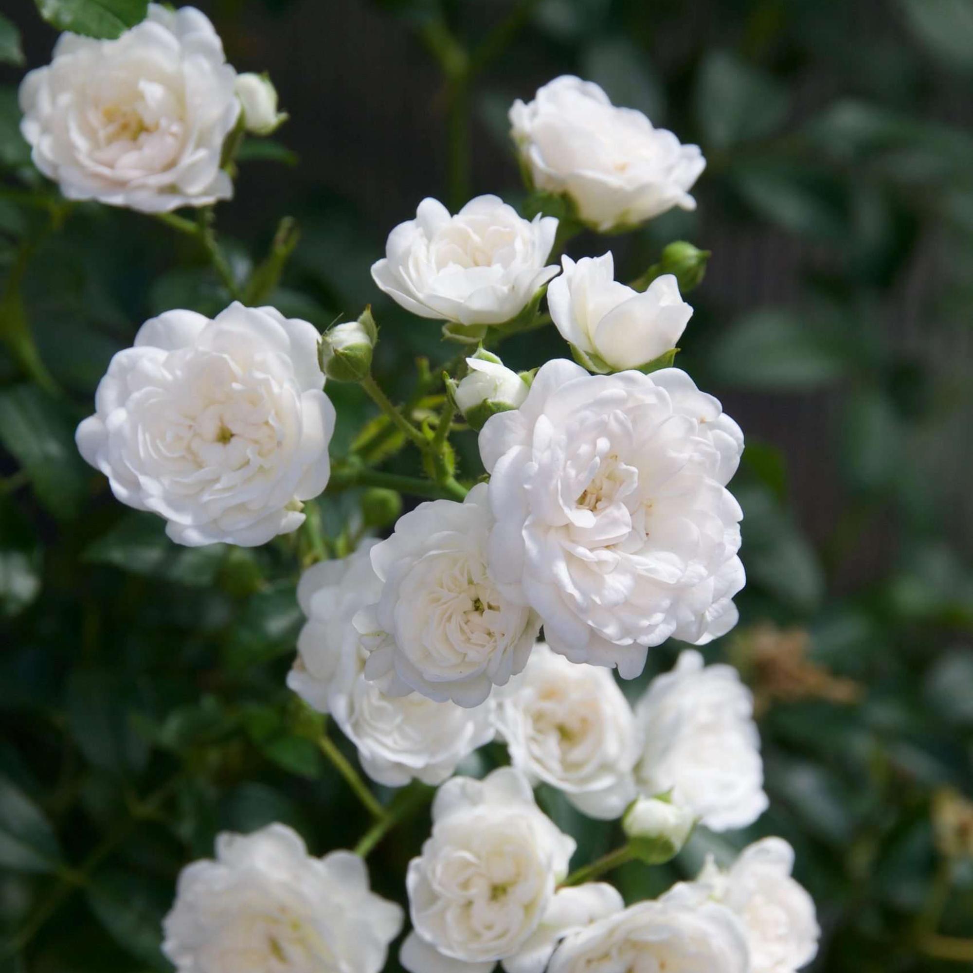 Image of Rose Rosa White Fairy winterhart weiß 20-25cm 12cm für Garten Balkon Terrasse Beet weiße Beetrose dauerblühend bienenfreundlich pflegeleicht kompakt-0