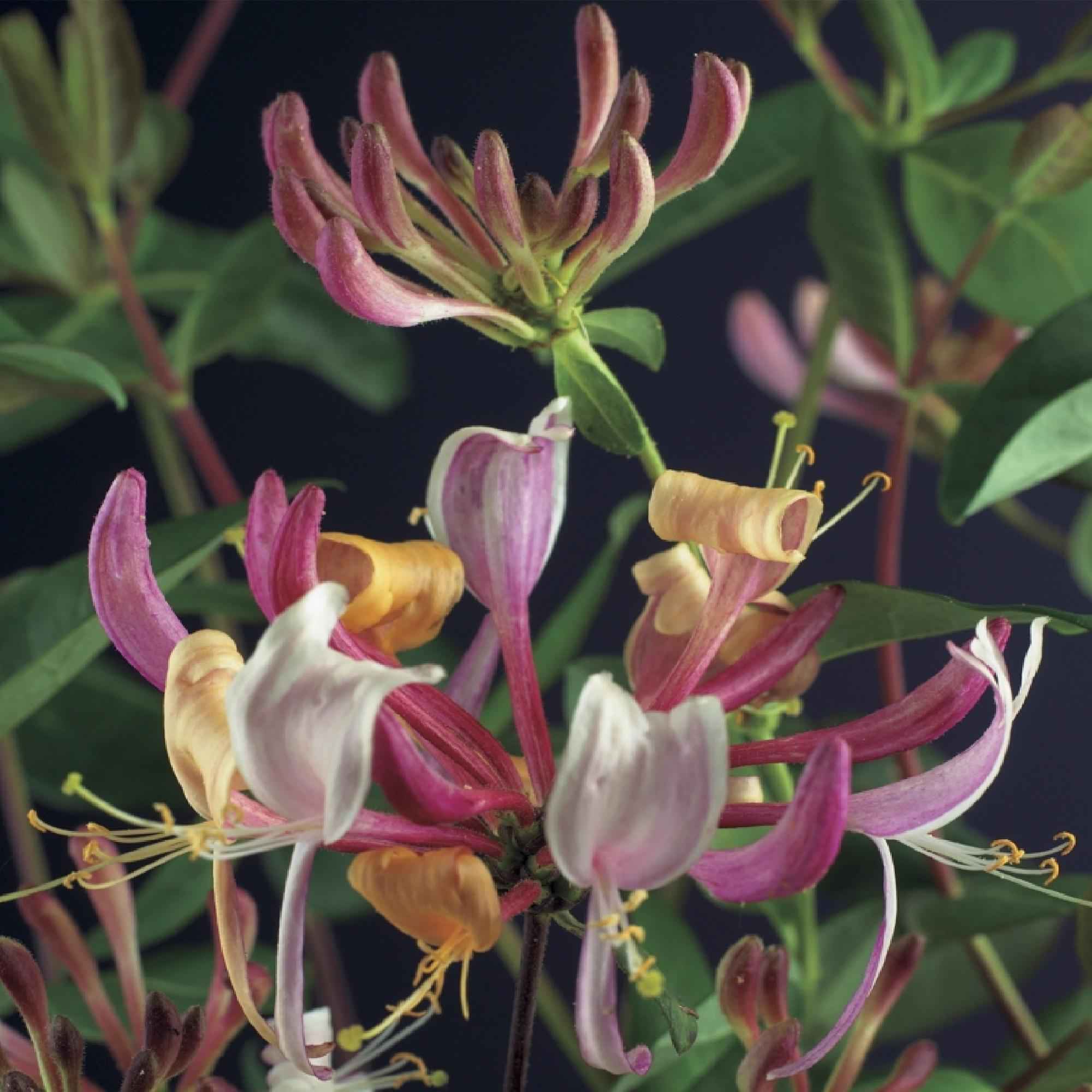 Image of Kletterpflanze Lonicera Serotina – Rosa – Weiße Blüten – Spätsommerblüte – 2 Pflanzen – 11cm x H40cm – Winterhart & Pflegeleicht-4