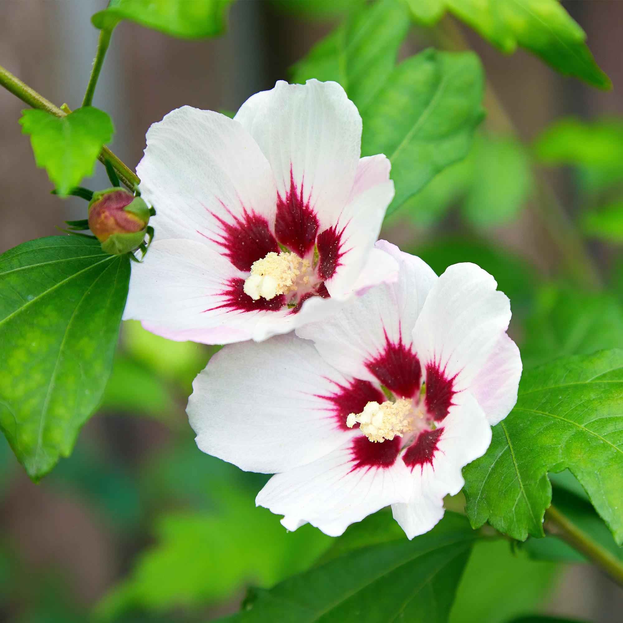 Image of Garteneibisch Hibiscus syriacus Hamabo – Strauch – Blüte Hellrosa – Pflegeleicht – 17cm Höhe 45cm – Für sonnige & halbschattige Standorte-0