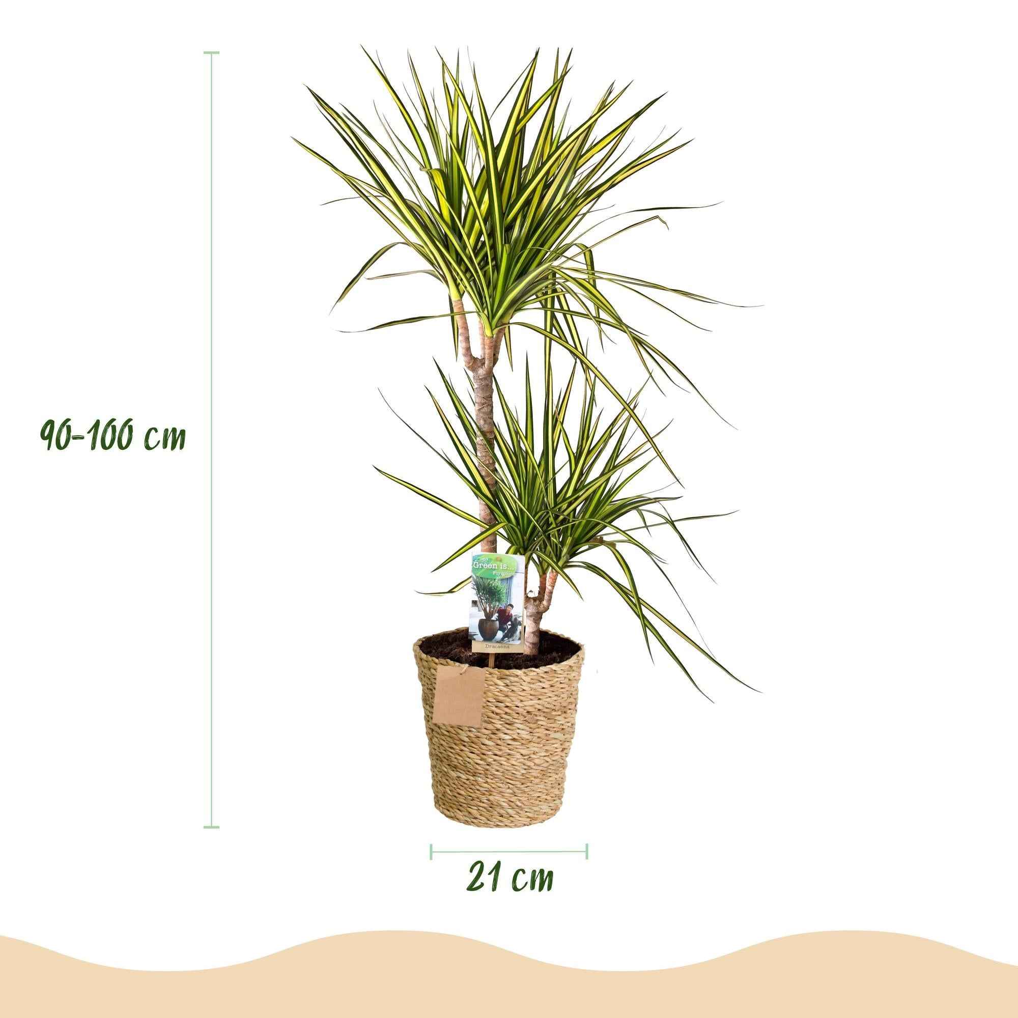 Image of Dracaena Sunray – 90-100cm – 21cm inkl. Naturkorb – Pflegeleichter Drachenbaum – Grün – Gelbes Blattwerk-2