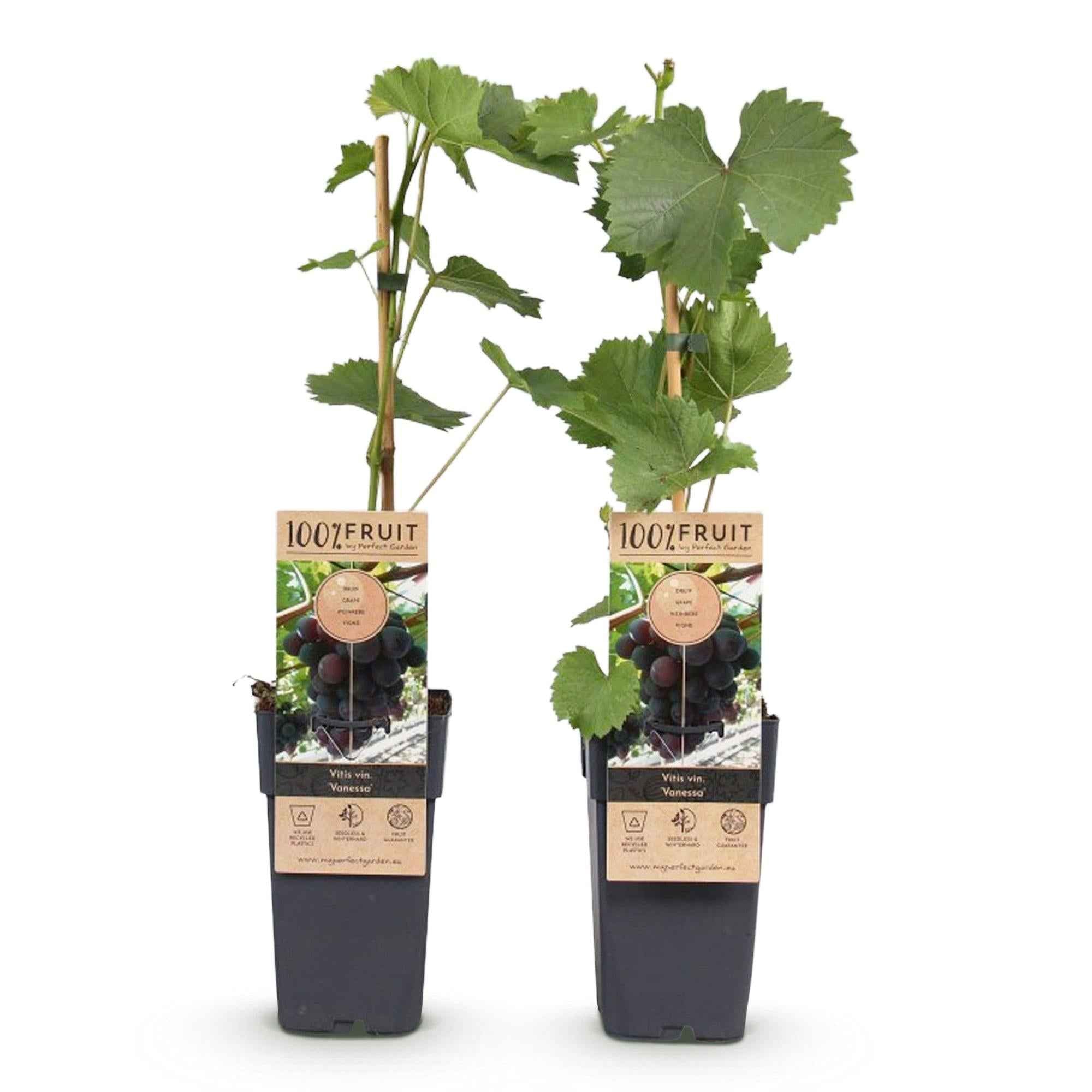 Image of Weinrebe – Vitis vinifera Himrod – Kernlose Trauben – 2 Pflanzen – Obstpflanze – 15cm – Höhe 50cm-1