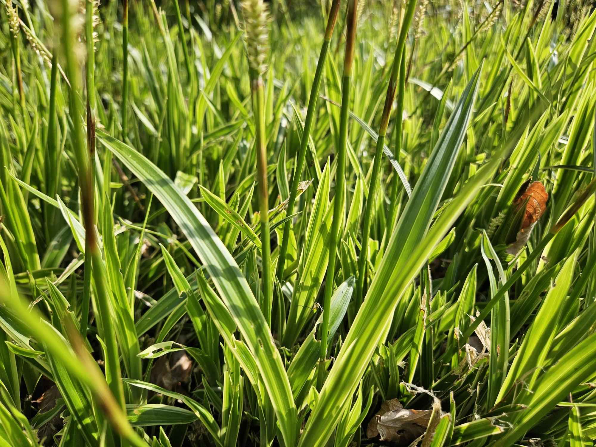 Image of Carex morrowii 'Aureovariegata' – Japan-Segge – 48 Pflanzen – gelb-grün panaschiertes Ziergras – Ø9cm – ↕10–25cm – schattentolerant – winterhart – pflegeleicht-0