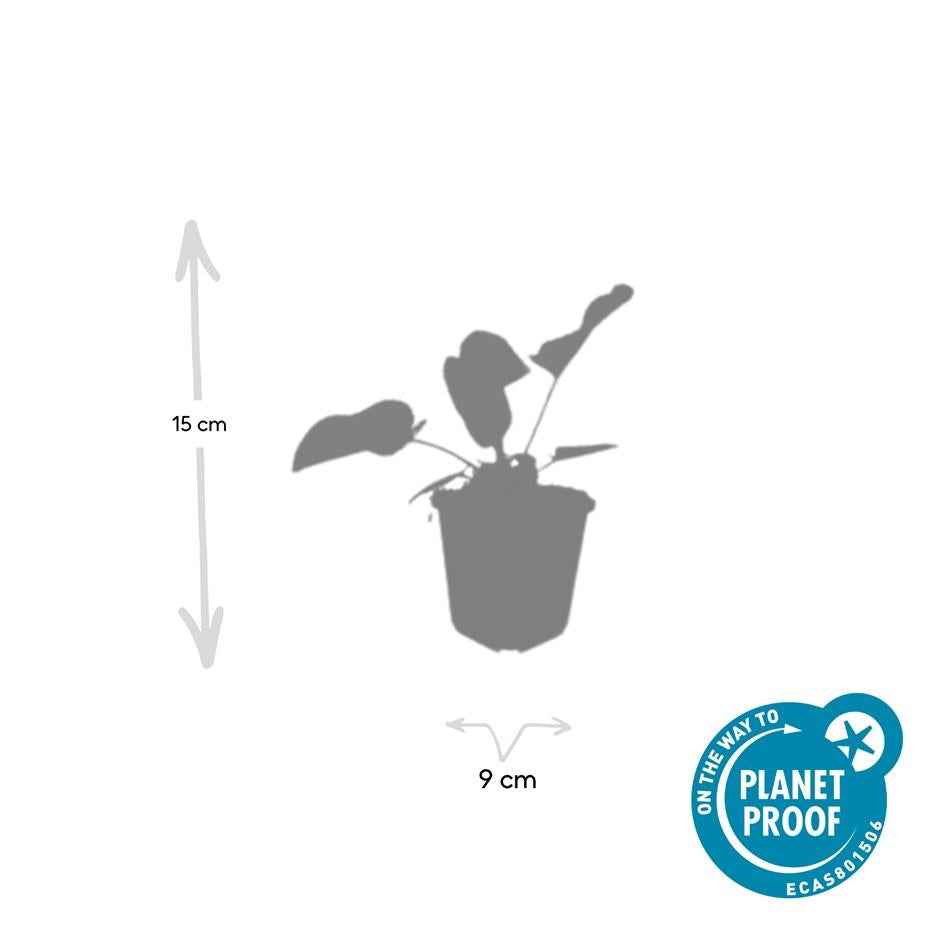 Image of Russel – Brandkraut Phlomis russeliana – ↕10-25cm – Ø9cm – 6 Pflanzen – Winterhart & Bienenfreundlich – Sommerblüher für Beete & Garten