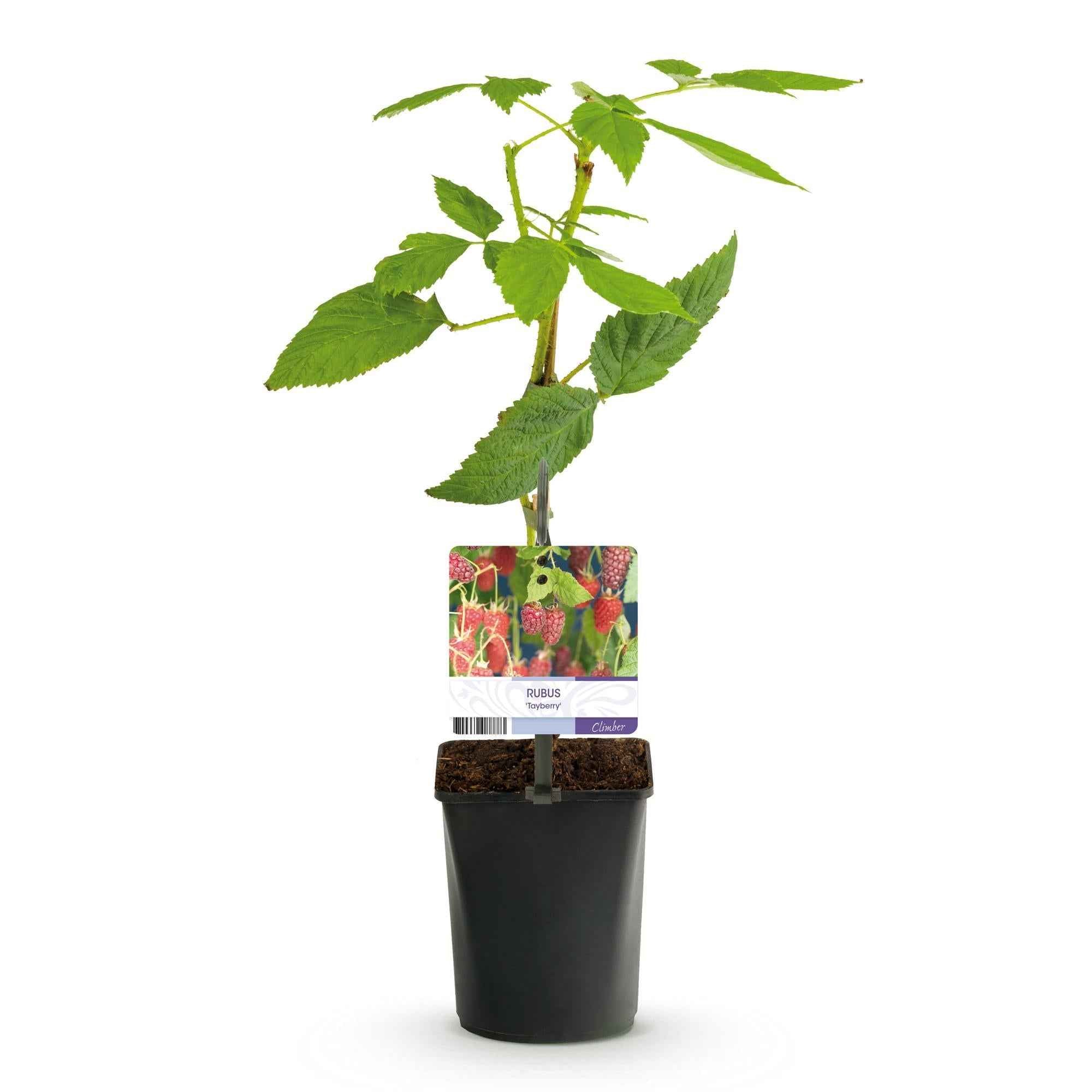 Image of Tayberry Rubus 2er Set, Obstpflanze als Kreuzung aus Himbeere und Brombeere, süße aromatische Beeren, Ø11cm, 40cm hoch, für Garten, Naschgarten,-2