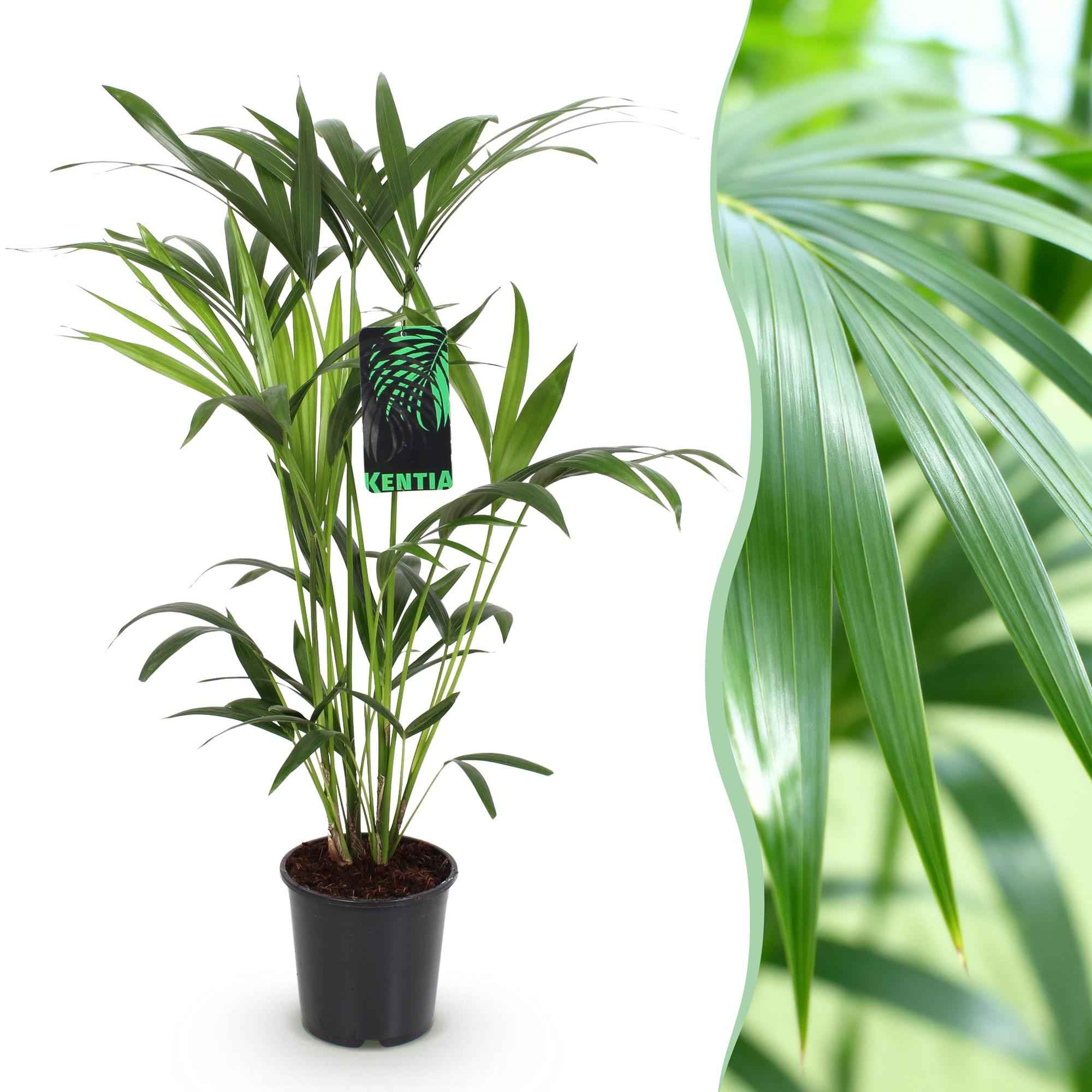 Image of Howea Forsteriana – Kentia – Palme – 80-85cm – 19cm – Pflegeleichte Zimmerpalme mit eleganten Wedeln-1