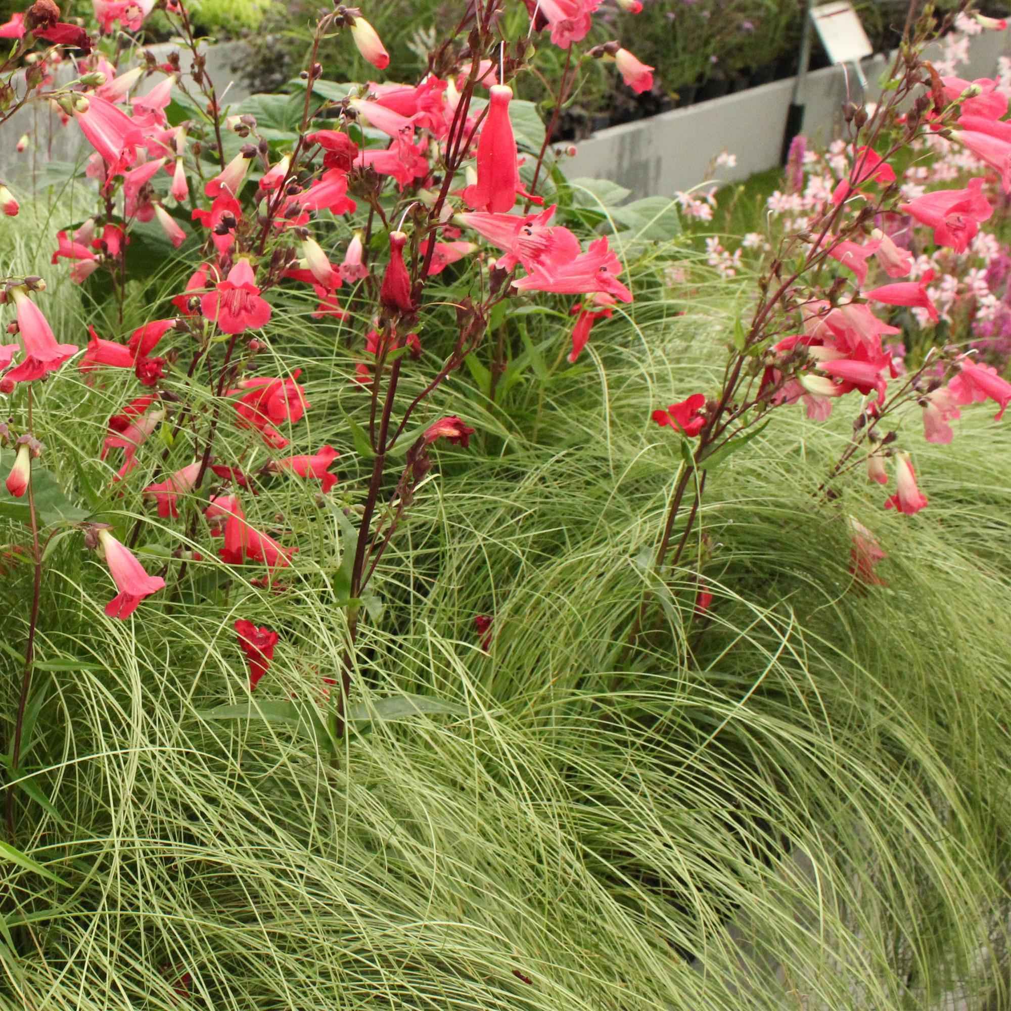 Image of Ziergras Segge Carex comans Frosted Curls – Grün mit silbrigem Schimmer – Immergrün & winterhart – Höhe ca. 50cm – 17cm-1