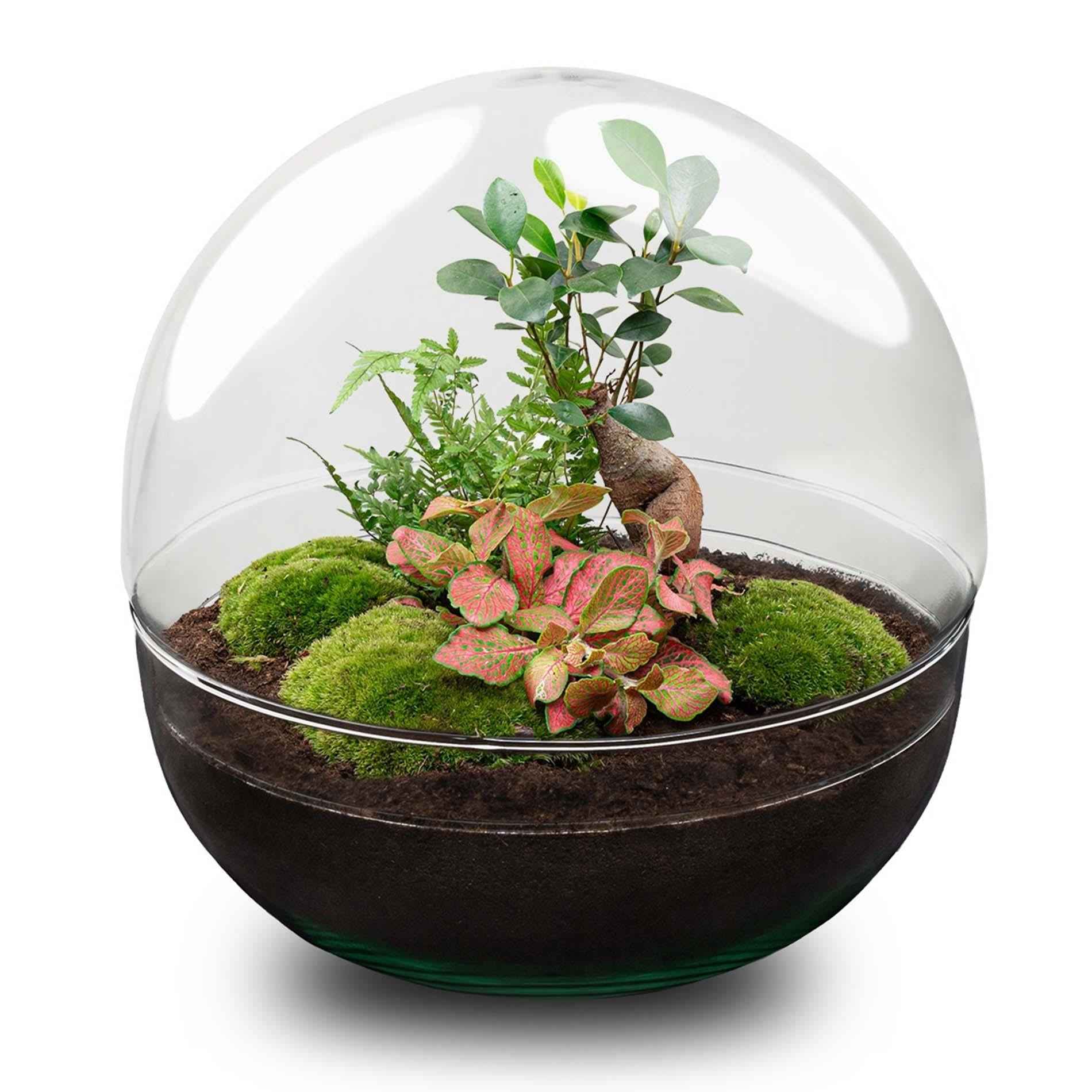Image of Flaschengarten DIY Bausatz Dome XL – Terrarium Ø30cm x H30cm – Selbstbewässerndes Pflanzterrarium mit Ficus Ginseng Bonsai & Fittonia – Do – It-0