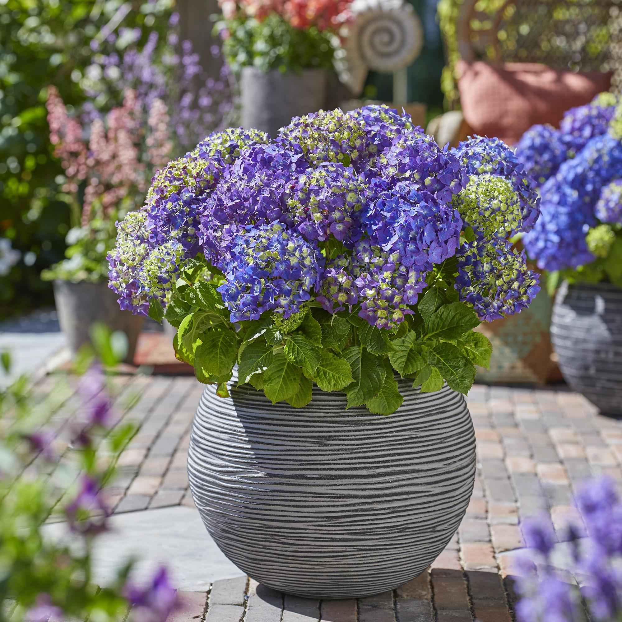 Image of Hortensie Hydrangea macrophylla Summer Love Purple winterhart lila 20-25cm 14cm für Garten Balkon Terrasse Beet blühender Zierstrauch pflegeleicht-3