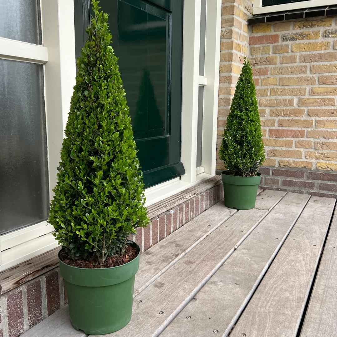 Image of Stechpalme Ilex crenata Pyramide – ↕55cm – Ø21cm – Immergrüner, winterharter Buchsbaum – Ersatz für Garten, Terrasse & Topf