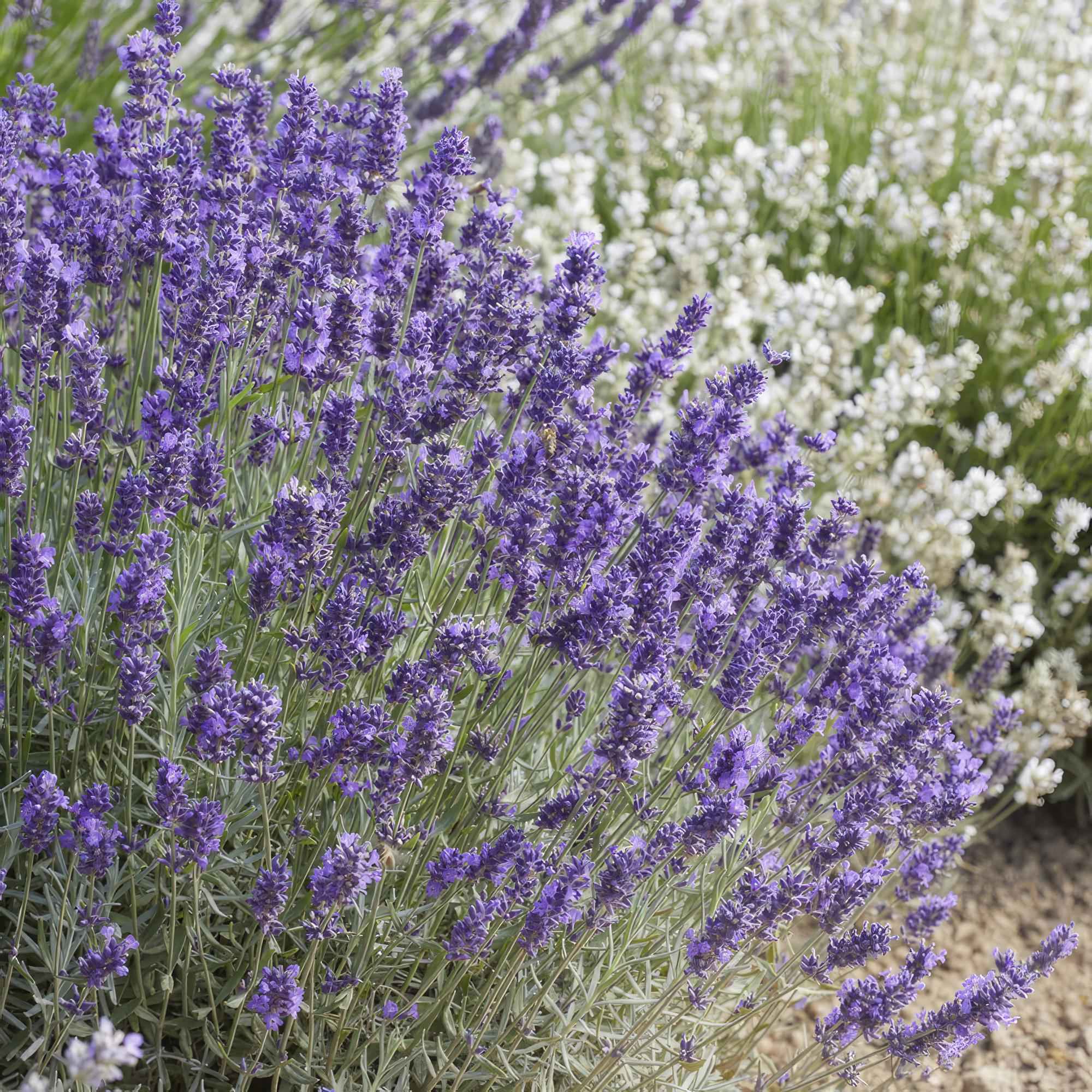 Image of Lavandula angustifolia 'Hidcote' – winterharter Lavendel – 24 Pflanzen – duftend & bienenfreundlich – Ø9cm – ↕10-25cm-1
