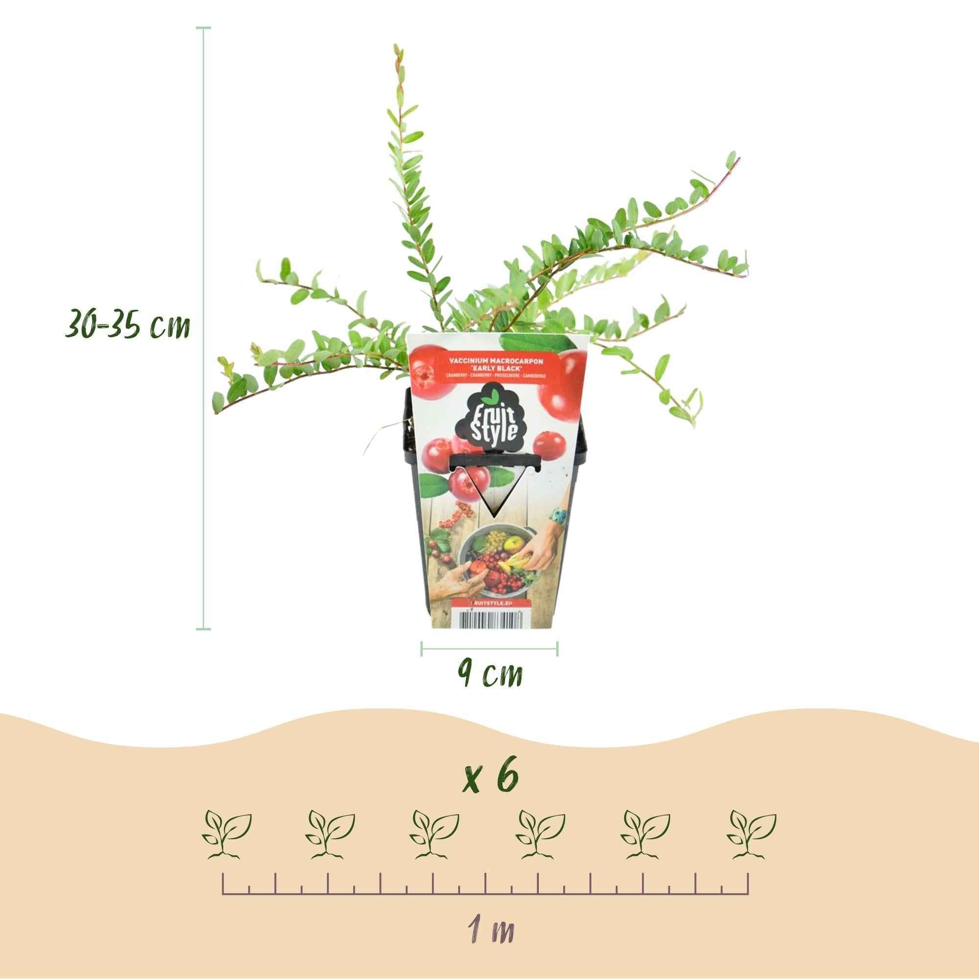 Image of Blaubeere Early Black – Vaccinium macrophylla – Winterharte Obstpflanze – 3 Pflanzen 9cm – Dunkelrote Früchte – Für Beet & Balkon-2