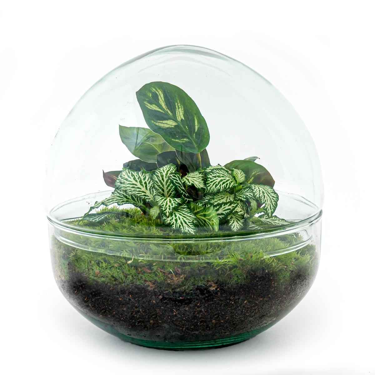Image of DIY Flaschengarten Set – Dome Glas – Ø20cm x H20cm – Mini – Biotop mit Pflanzen & Moos – Selbstversorgendes Pflanzterrarium-0