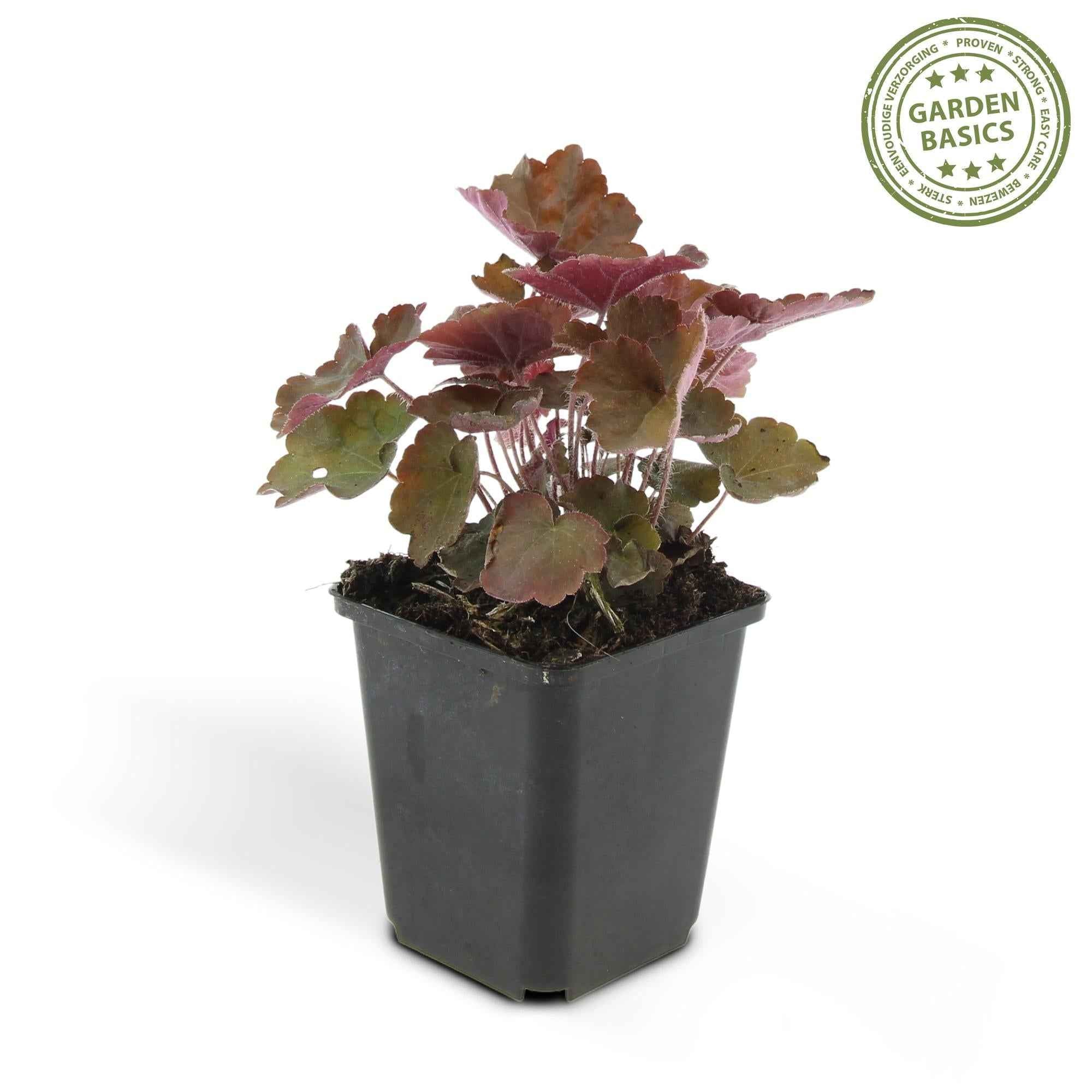 Image of Heuchera mic. 'Palace Purple' – 48 Pflanzen – ↕10-25cm – Ø9cm – Schattengarten Staude – Dunkel – Purpur Blätter – Blüten ab Juli – Bienen-4