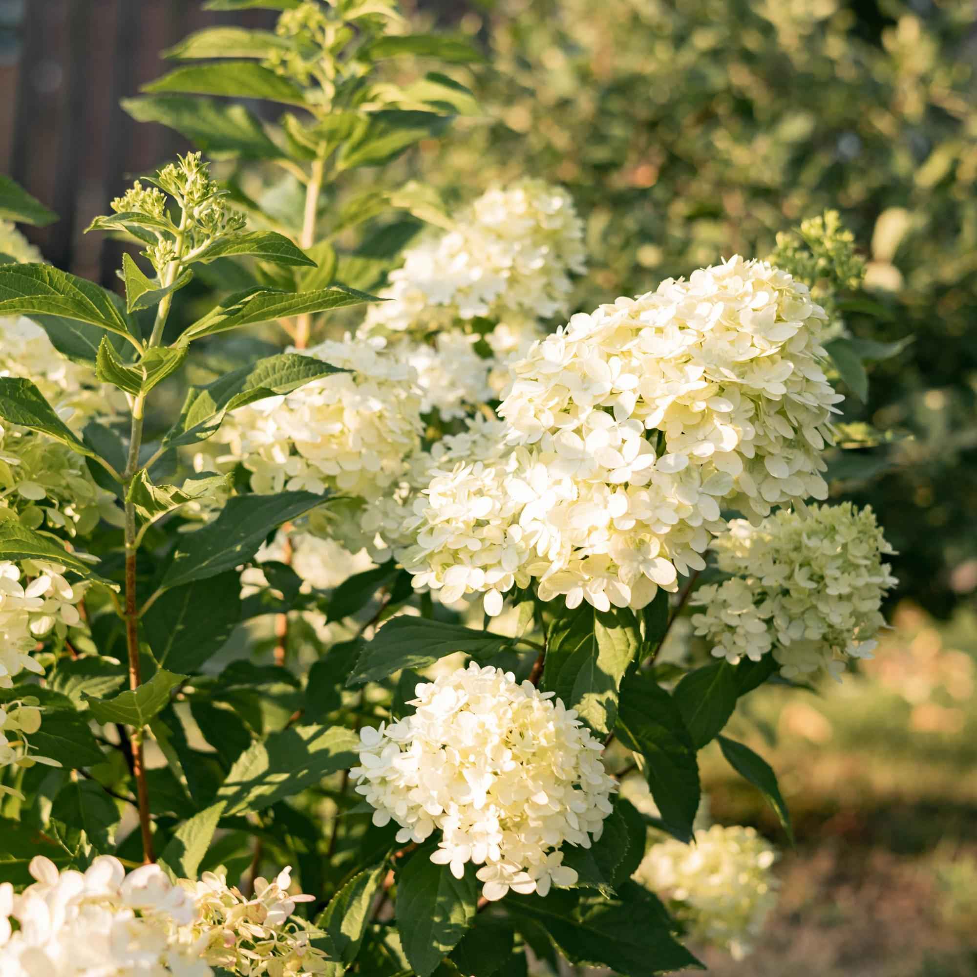 Image of Rispenhortensie Hydrangea paniculata Limelight winterhart limettengrün 20-30cm 12cm für Garten Balkon Terrasse Beet blühender Zierstrauch-0
