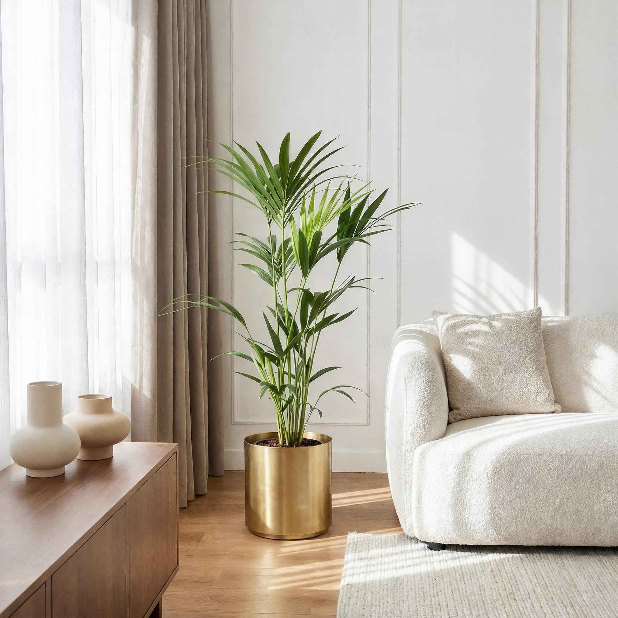 Image of Howea Forsteriana – Kentia – Palme – 120-130cm – 21cm – Pflegeleichte Zimmerpalme mit eleganten Wedeln-4