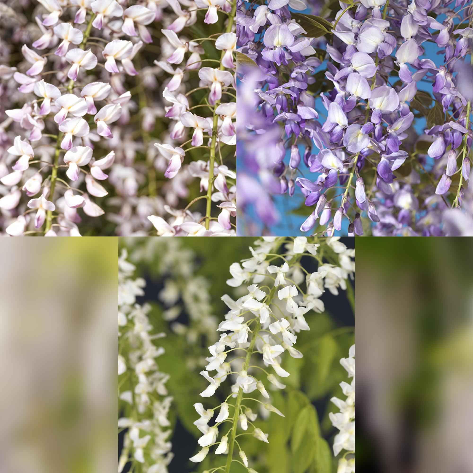 Image of Blauregen Wisteria floribunda Tricolour – Blau, Rosa & Weiß – 3 Pflanzen – 11cm x H40cm – Duftend & Kletterpflanze – Für Pergolen, Zäune & Wände