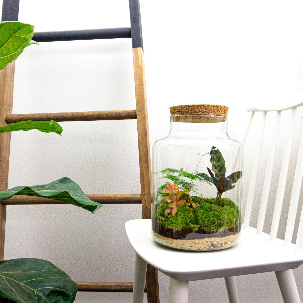 Image of Flaschengarten Milky – DIY Bausatz Terrarium – ↕30cm – Do – It – Yourself Pflanzen – Set im Glas mit Korkdeckel – Autarkes Mini – Ökosystem-3