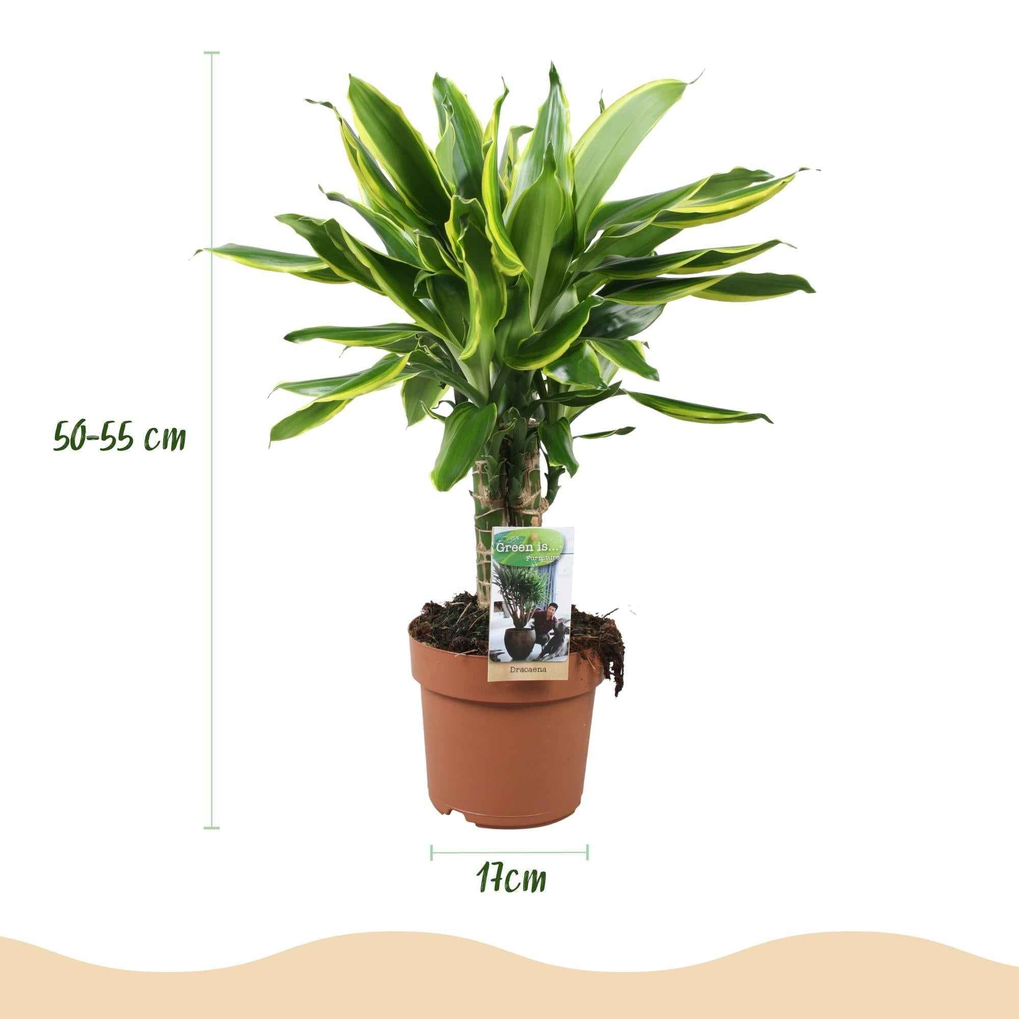 Image of Dracaena fragrans Golden Coast – 50-55cm – 17cm – Pflegeleichter Drachenbaum in Grün – Gold-2
