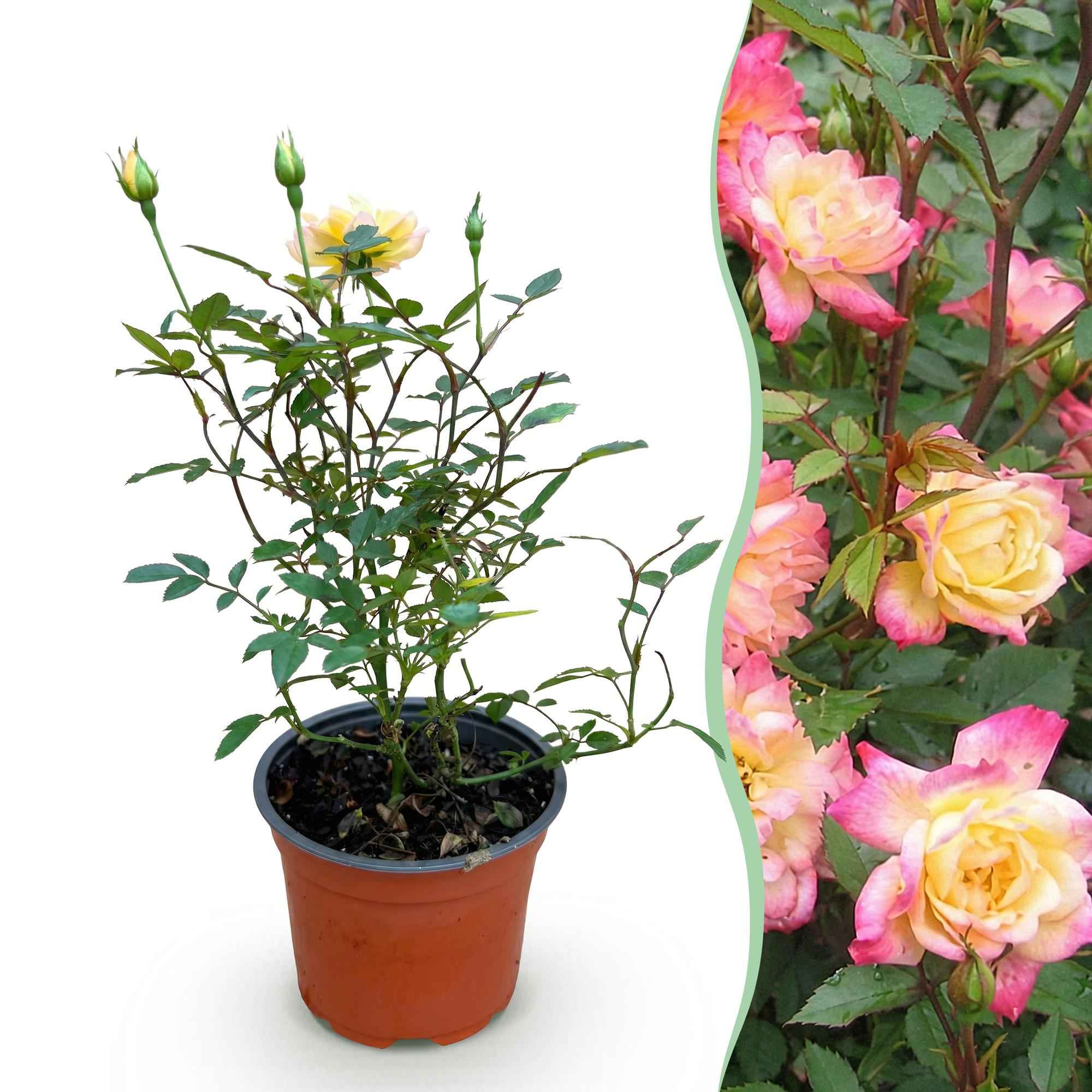 Image of Rose Rosa Tricolor Fairy winterhart gelb rosa 20-25cm 12cm für Garten Balkon Terrasse Beet mehrfarbige Beetrose dauerblühend bienenfreundlich-1