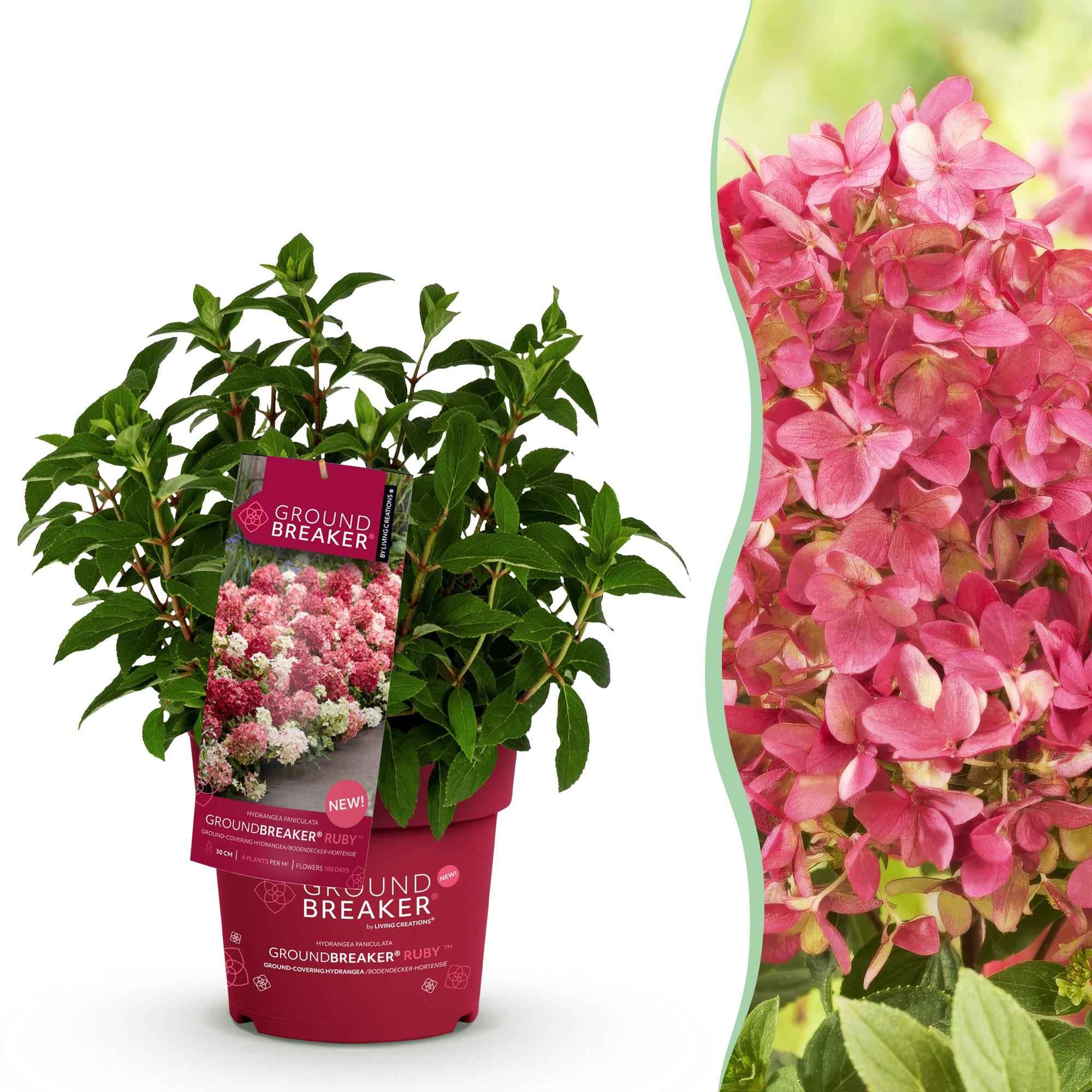 Image of Rispenhortensie Groundbreaker Ruby – Hydrangea paniculata – Winterharte Gartenhortensie mit rot-weißen Blüten – 14cm ↕20-25cm-0
