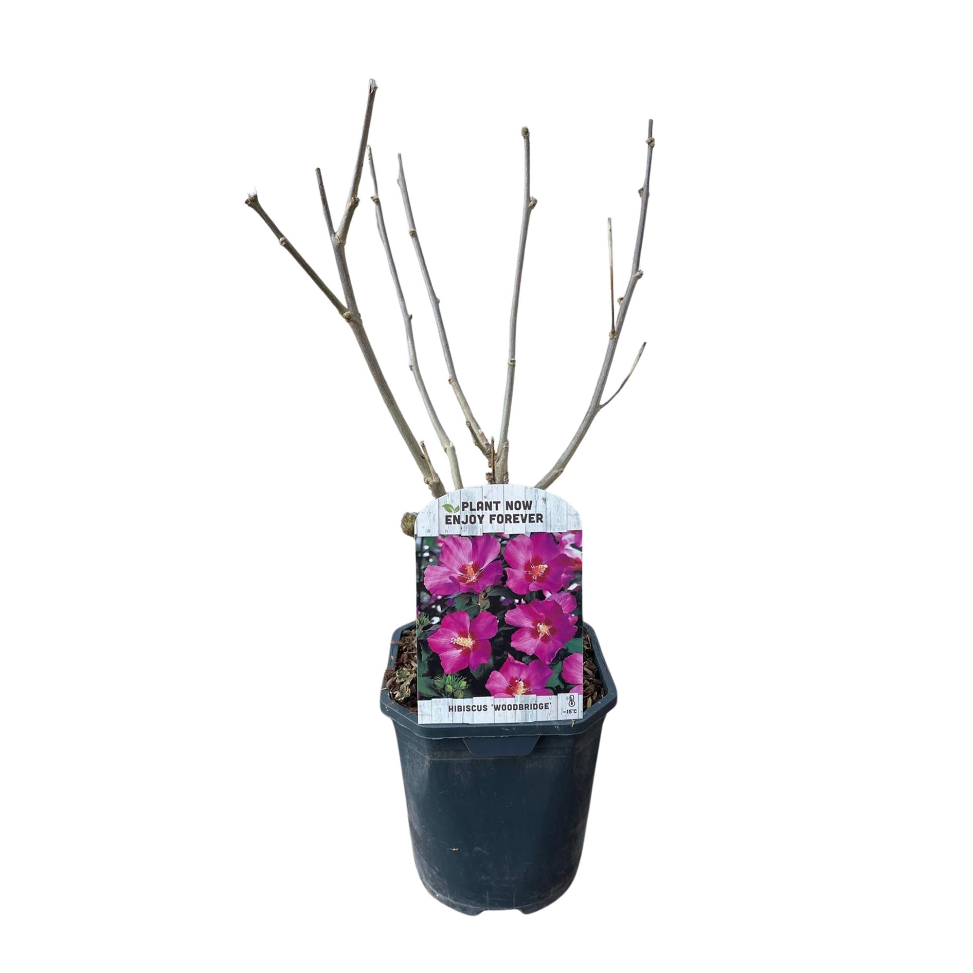 Image of Garteneibisch Hibiscus syriacus Woodbridge – Strauch – Blüte Rosa – Laubabwerfend – Pflegeleicht – 17cm Höhe 45cm – Für Garten & Terrasse-3