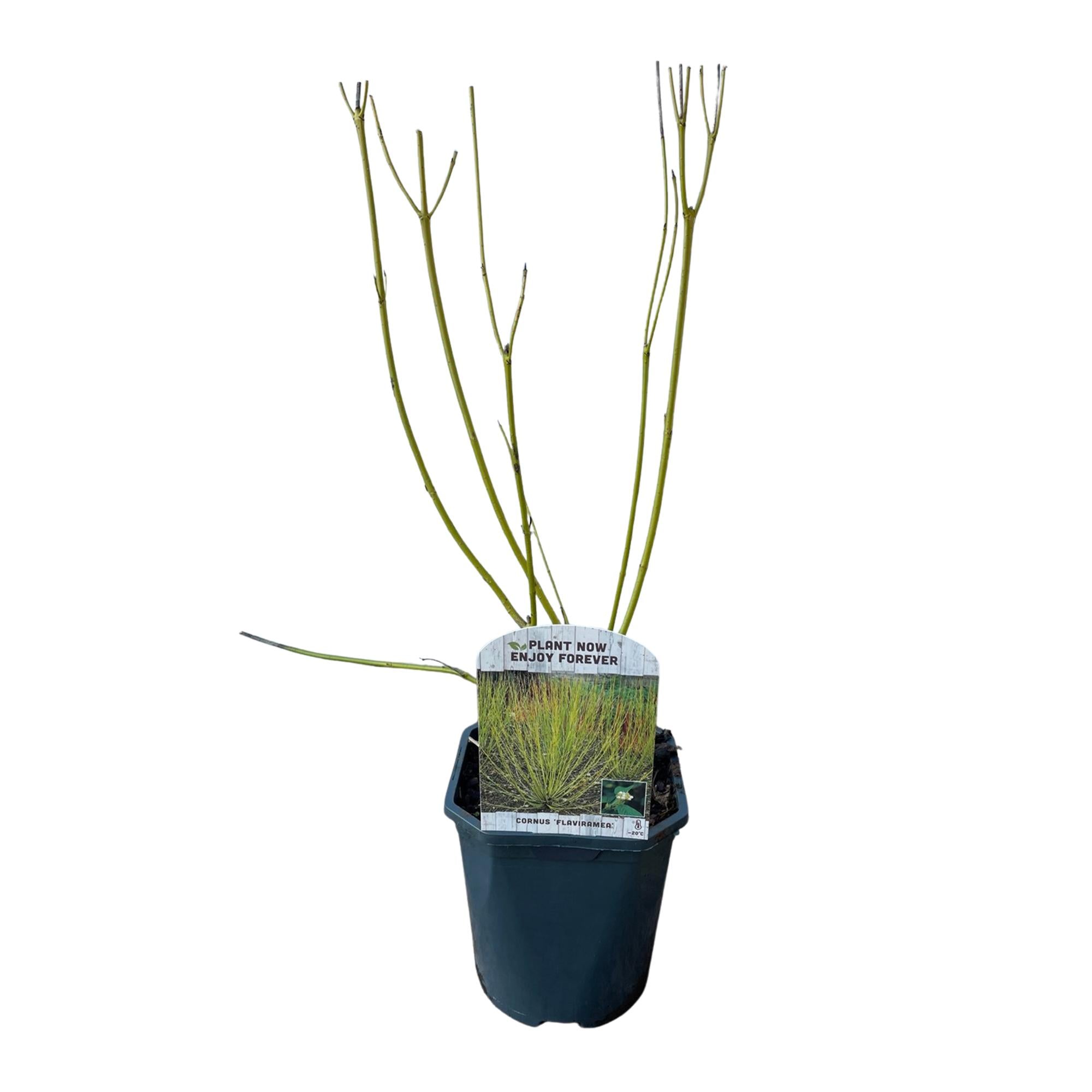 Image of Cornus alba Flaviramea – Zierstrauch mit gelben Zweigen – 17cm – Höhe ca. 45cm – Laubabwerfender Hartriegel – Pflegeleicht & winterhart-0
