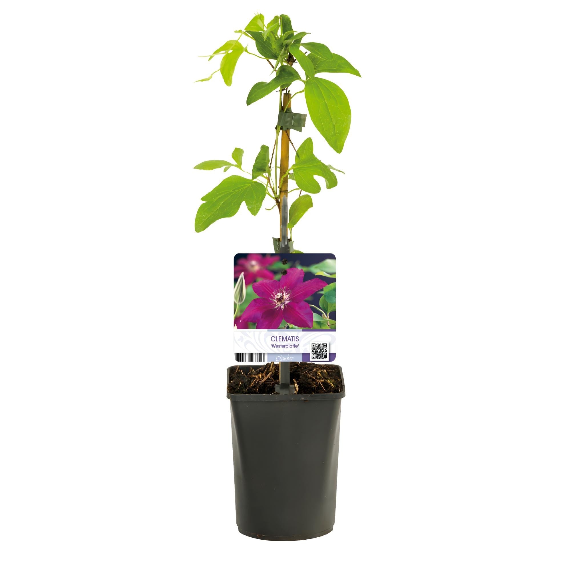 Image of Kletterpflanze Clematis Westerplatte – Tiefviolette Blüten mit weißem Rand – 2 Pflanzen – 11cm x H40cm – pflegeleicht-2