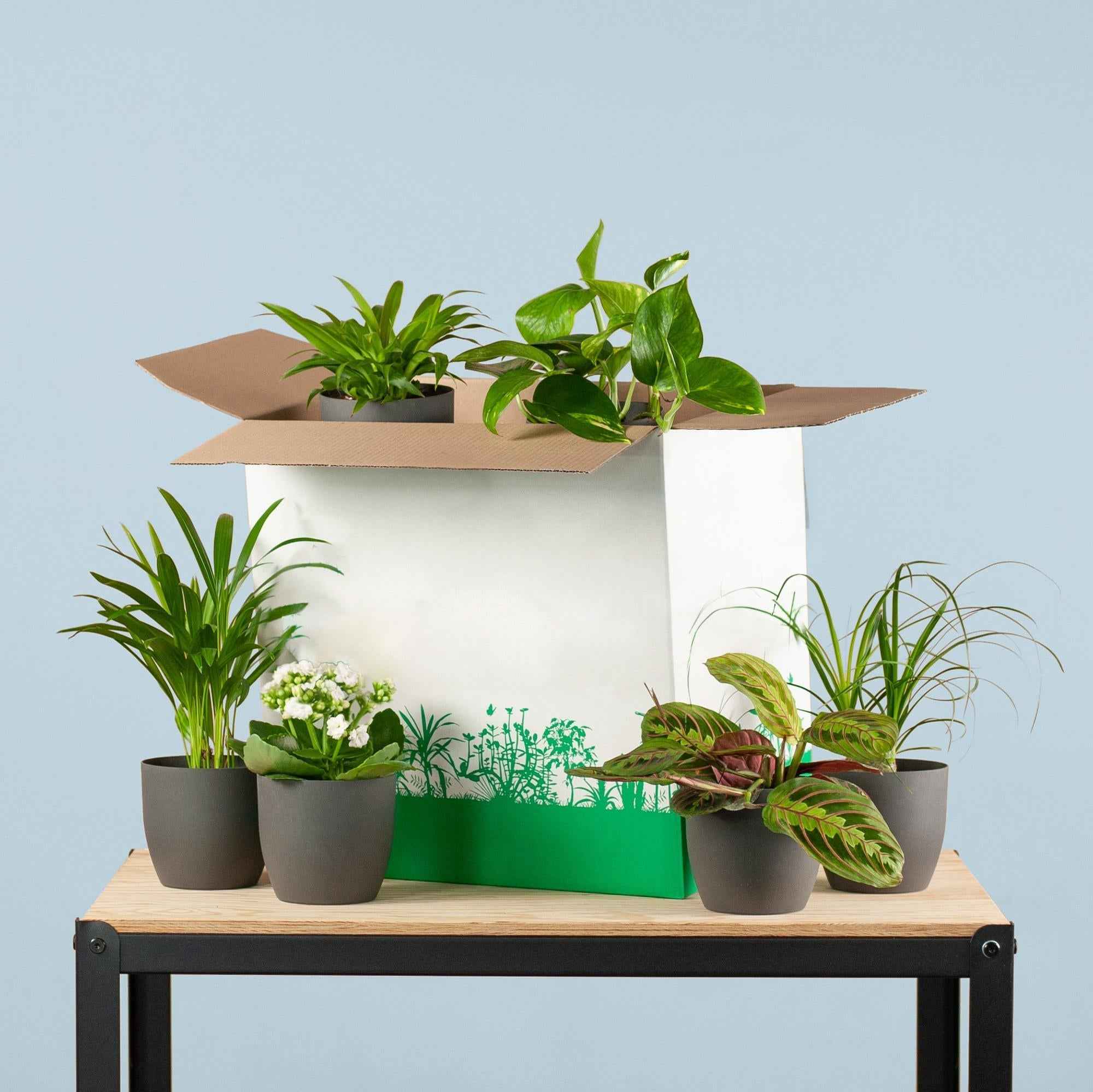 Image of Zimmerpflanzen 6er Set + Viber Schwarz – Save Me Box – Überraschungs – Zimmerpflanzen mit Biologisch Abbaubaren Töpfen – Pflegeleicht & Dekorativ-0