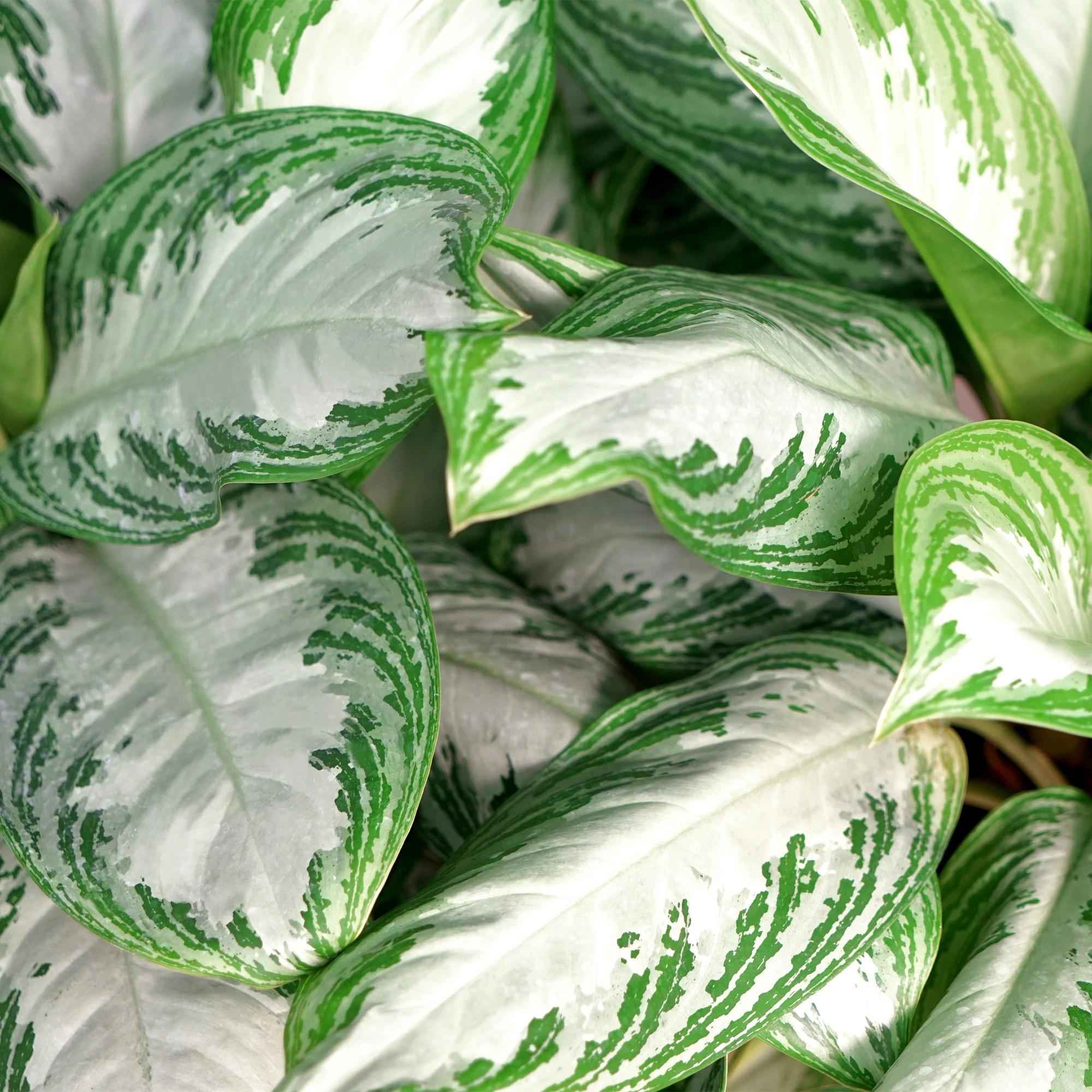 Image of Aglaonema Silver Bay – 70-75cm – 17cm inkl. Naturkorb – Pflegeleichte silbergrüne Zimmerpflanze-4