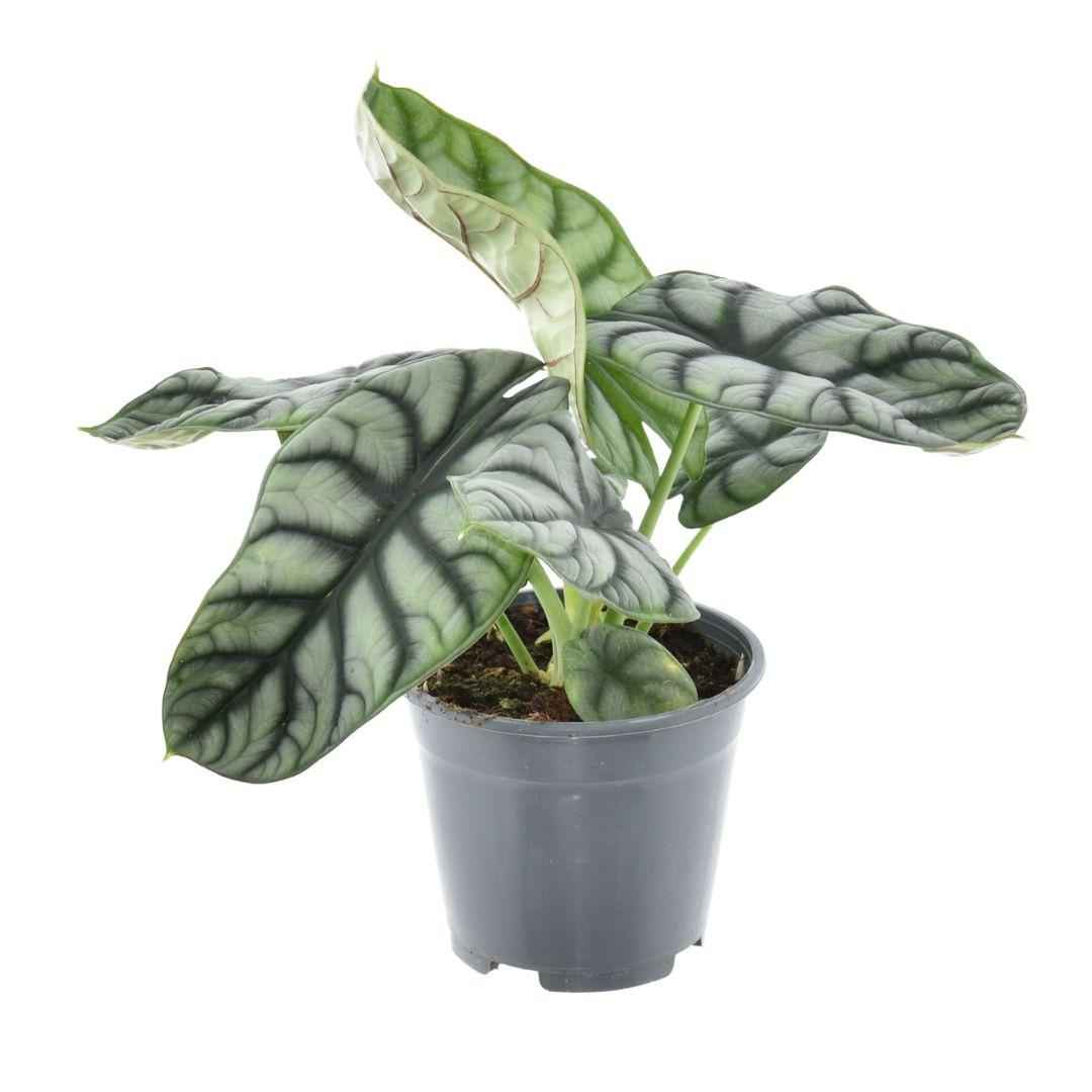 Image of Alocasia Nebula Silver Compacta – Zimmerpflanze – Ø14cm ↕30cm – Exotisches Blattdesign – Pflegeleicht & dekorativ-0