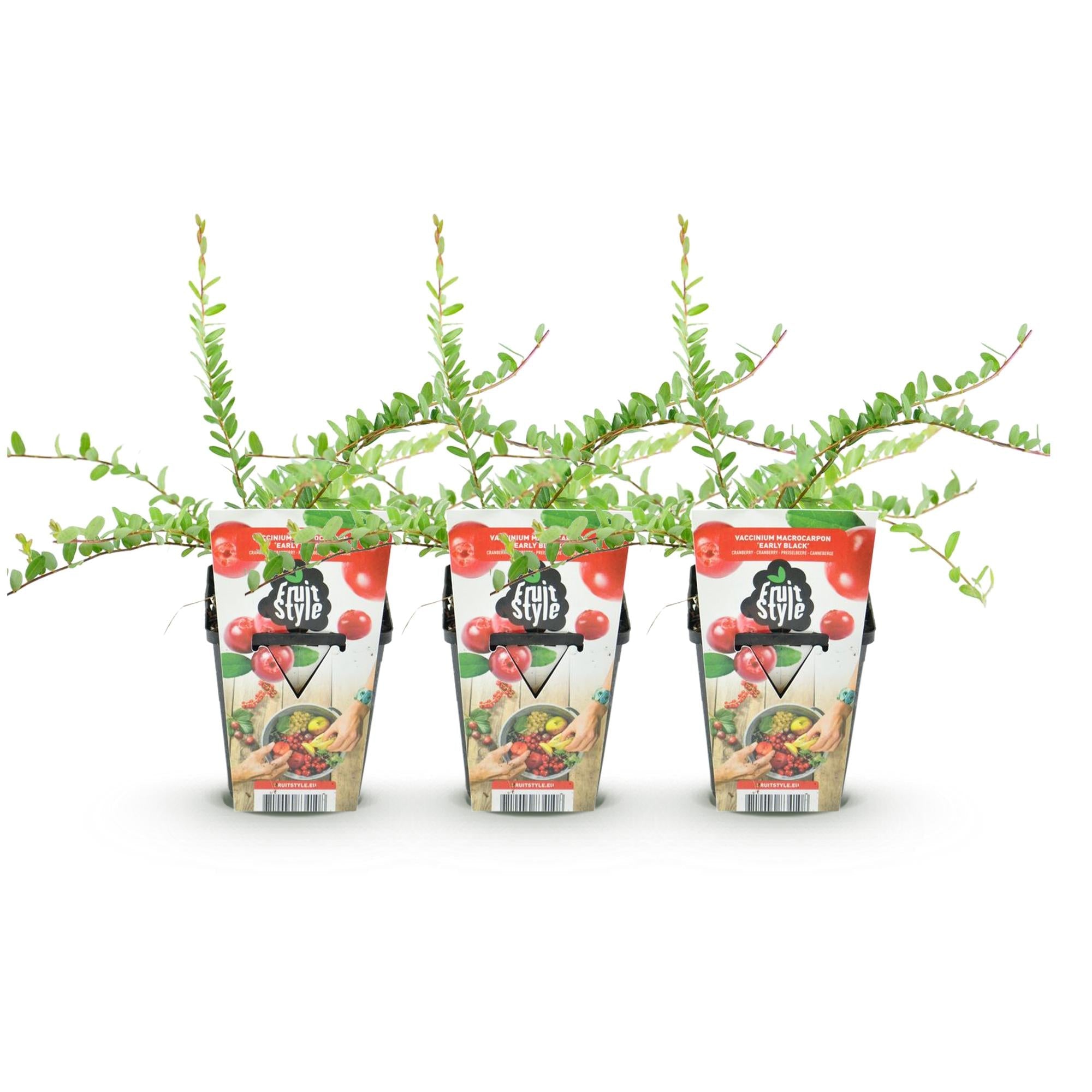 Image of Blaubeere Early Black – Vaccinium macrophylla – Winterharte Obstpflanze – 3 Pflanzen 9cm – Dunkelrote Früchte – Für Beet & Balkon-0