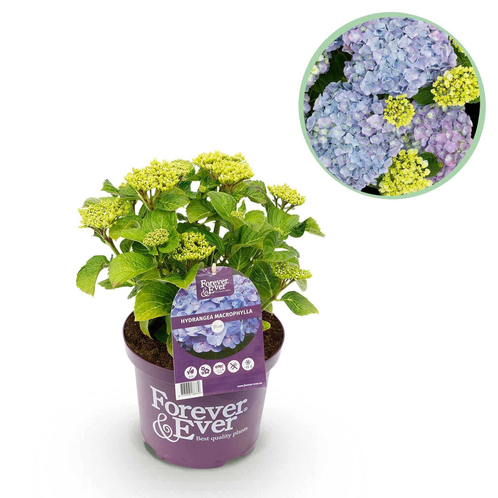 Image of Hortensie Forever & Ever – Hydrangea macrophylla – Blau – Balkonpflanze – 7-12 Blüten – Im 23cm Topf – Ca. 55cm hoch – Für Terrasse, Balkon & Beet-0