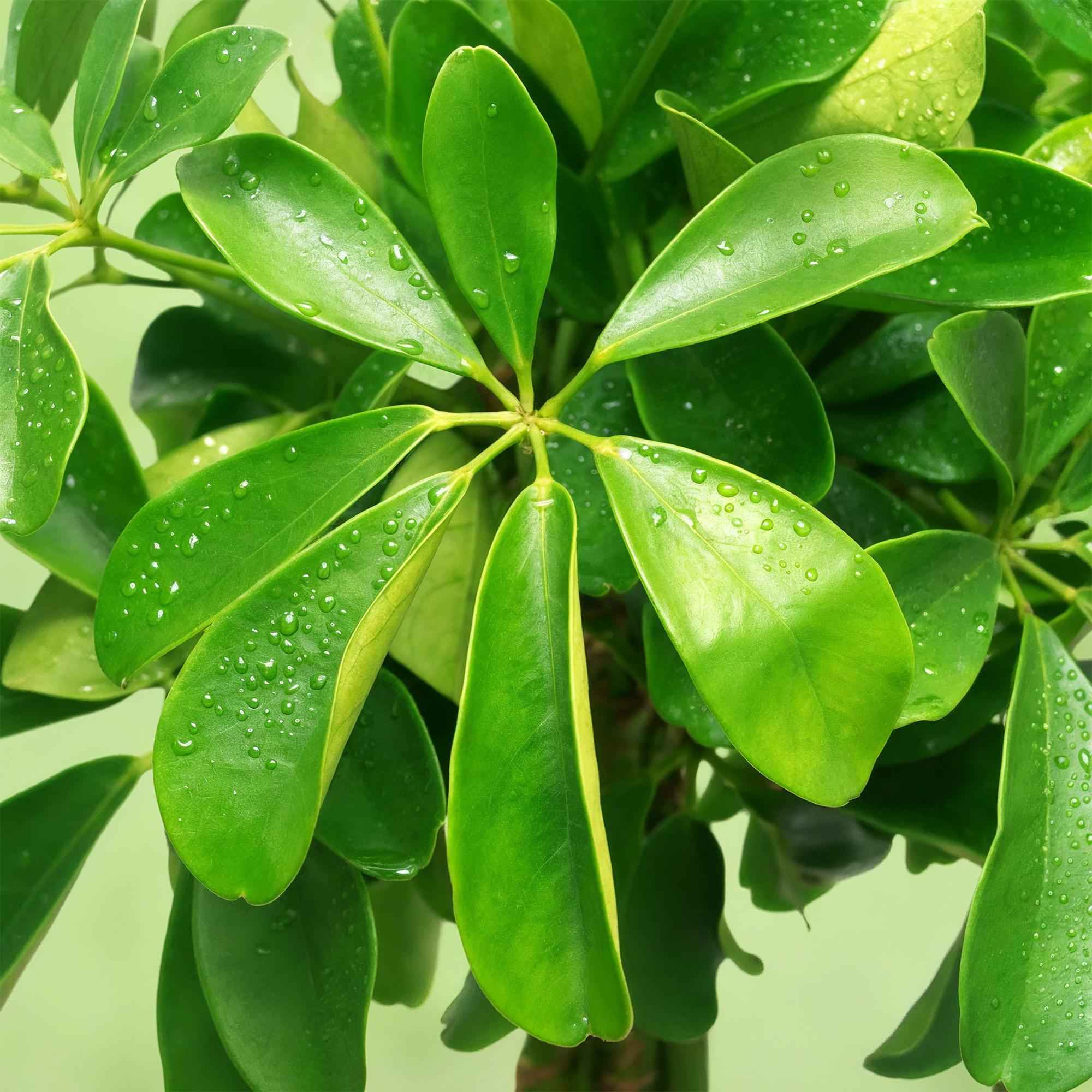 Image of Schefflera Nora – 70-82cm – 21cm – Pflegeleichter Fingerbaum – Dunkelgrüne Zimmerpflanze für Wohnzimmer, Büro & Schlafzimmer – Luftreinigend & robust-4