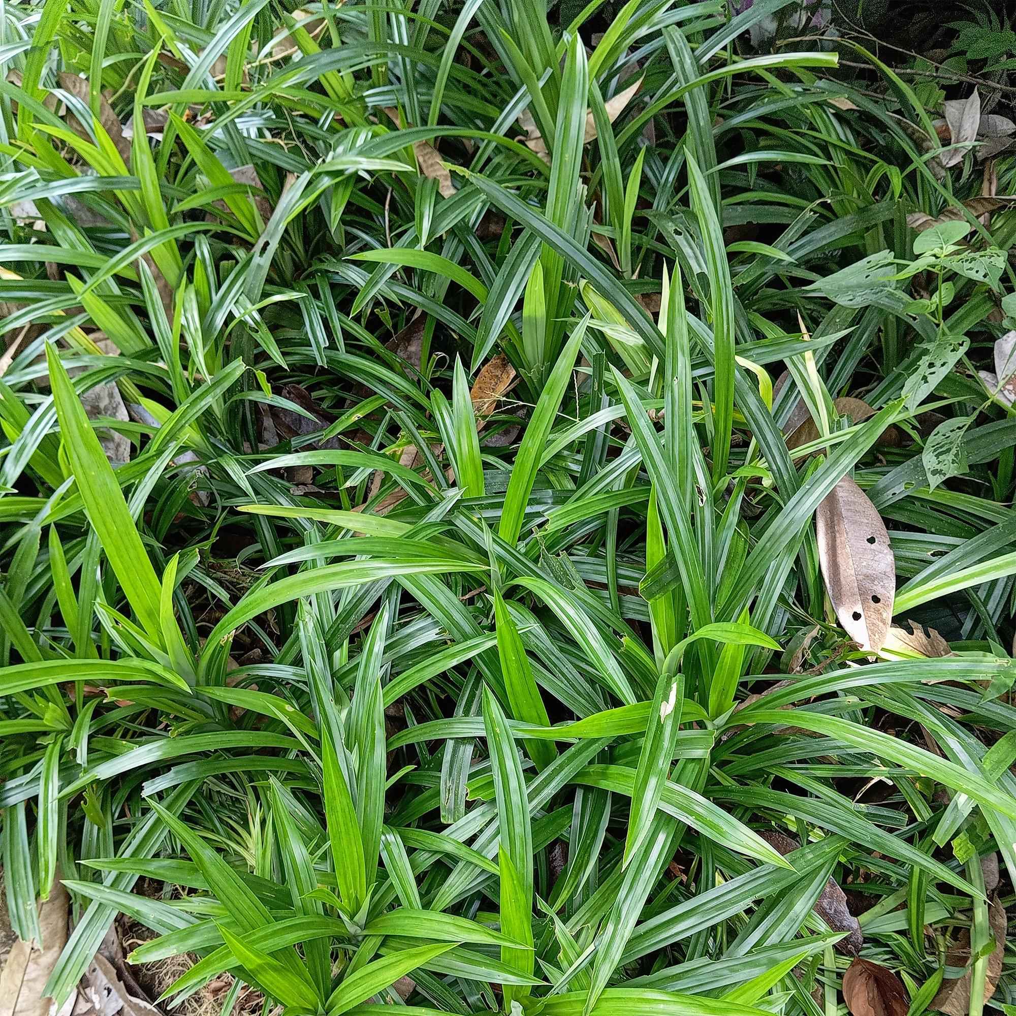 Image of Ziergras Segge Carex morrowii Irish Green – Immergrün & winterhart – Frischgrünes Ziergras – Höhe ca. 50cm – 17cm – Für Beet, Kübel & Terrasse-1