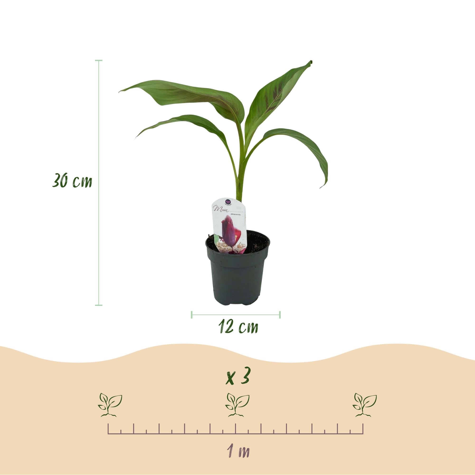 Image of Bananenpflanze Musa sikkimensis Red Tiger – 2 Pflanzen – Tropische Gartenbanane – Ø12cm, Höhe ca. 30cm-4