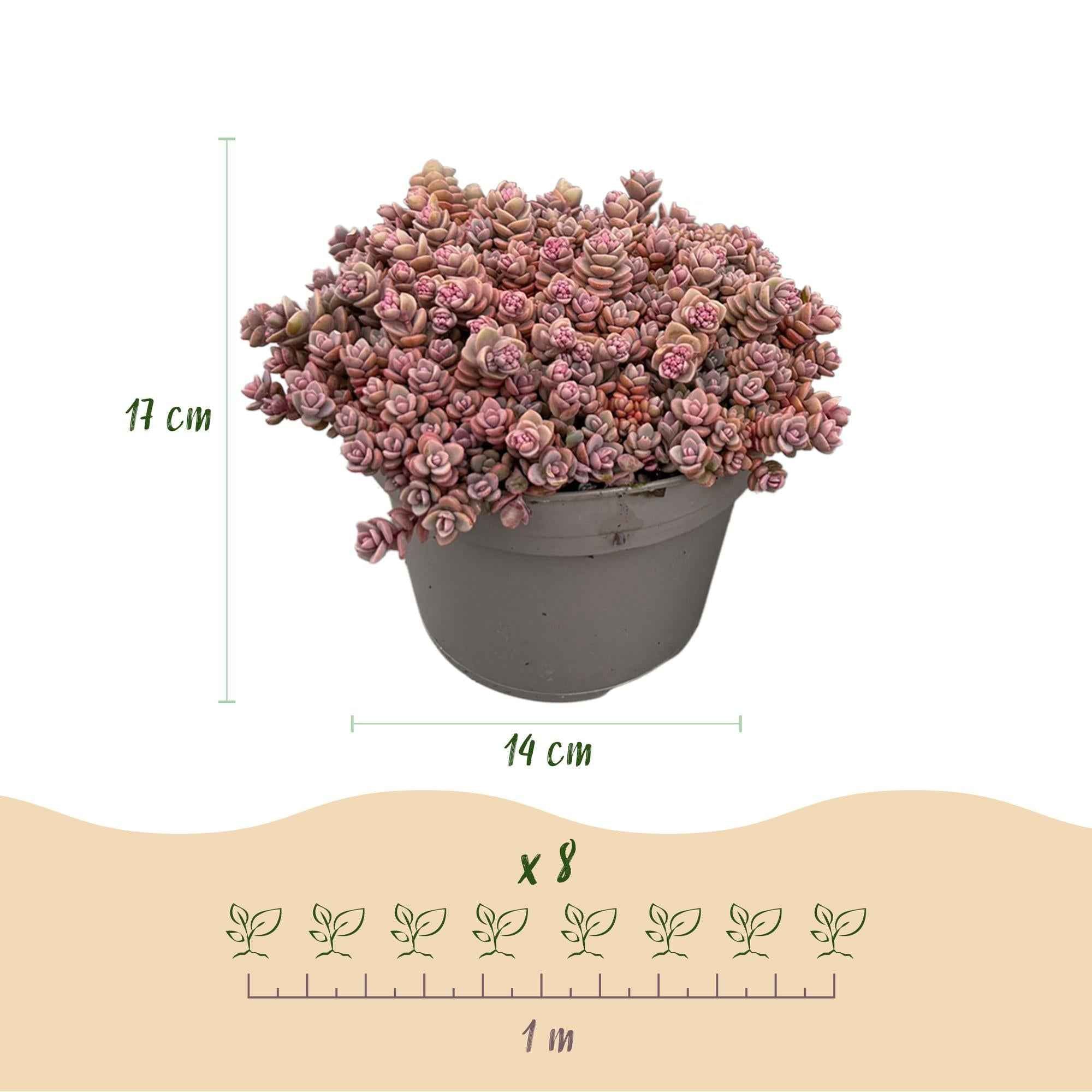 Image of Bodendecker Alpenmischung – 8 Pflanzen – Winterhart & pflegeleicht – Verschiedene Farben – Für Beete, Balkon & Terrasse – Ø14cm H17cm-2