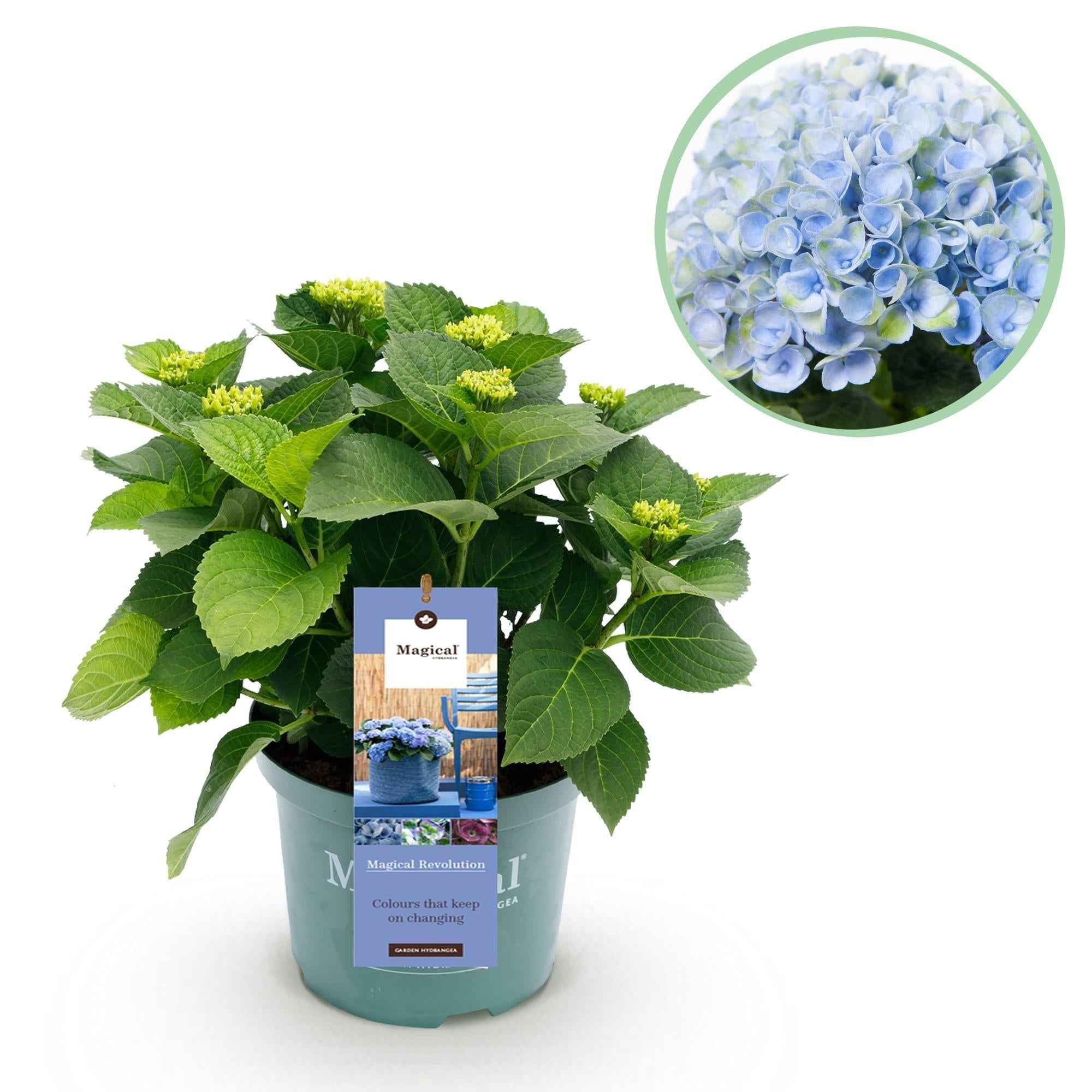 Image of Hortensie Magical Revolution Blue – Blau – 2 Pflanzen – Hydrangea macrophylla – 23cm – Ca. 55cm hoch – 6-10 Blüten – Für Beet, Balkon & Terrasse-0