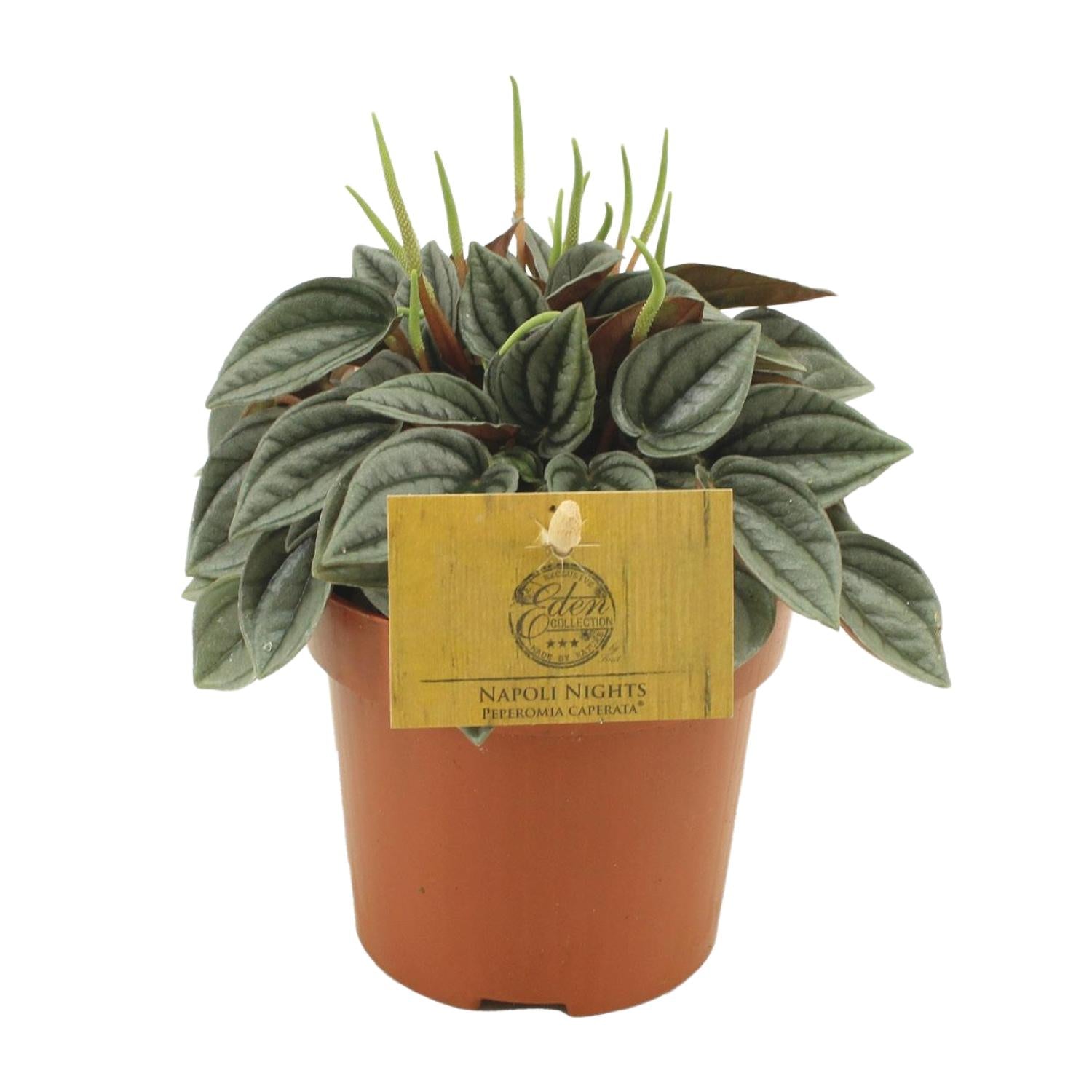 Image of Peperomia Napoli Nights – Zimmerpflanze – Ø10,5cm – ca. 15cm hoch – Pflegeleichte, luftreinigende Sukkulente – Für Wohnung & Büro-0