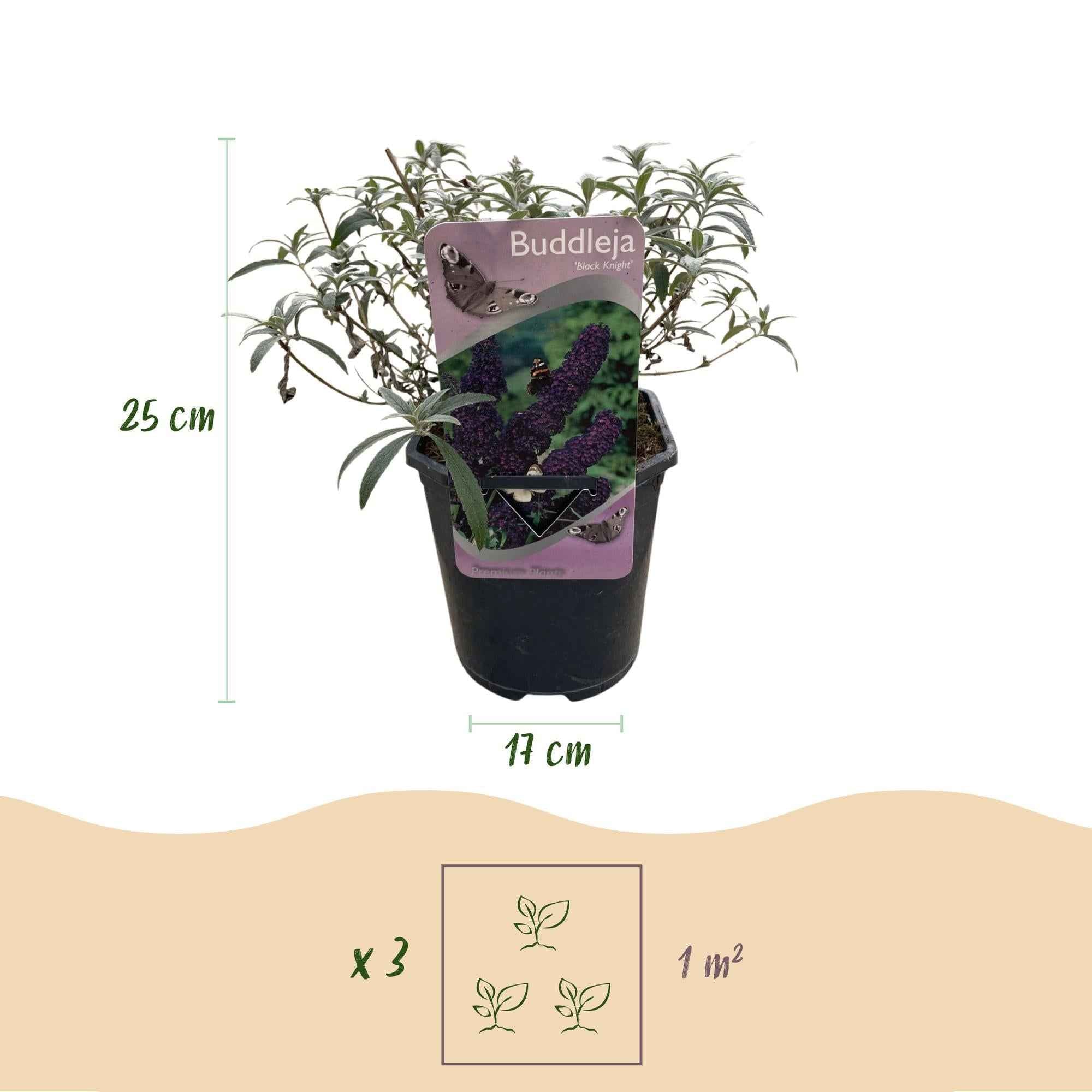 Image of Schmetterlingsstrauch Buddleja davidii Purple Emperor – Blüte Lila – Schmetterlingsanziehend – 17cm Höhe 25cm – Pflegeleicht & Sonnentolerant-3