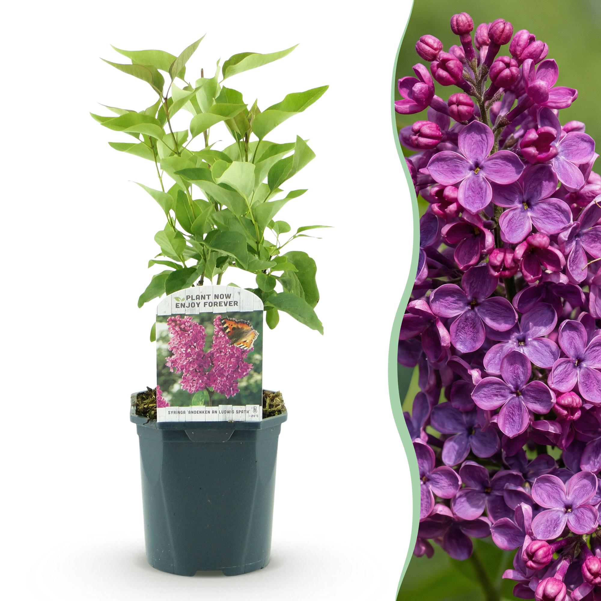 Image of Flieder Syringa vulgaris Ludwig Späth 45cm – winterhart lila, stark duftend – 17cm – Blüte Mai – Juni-1